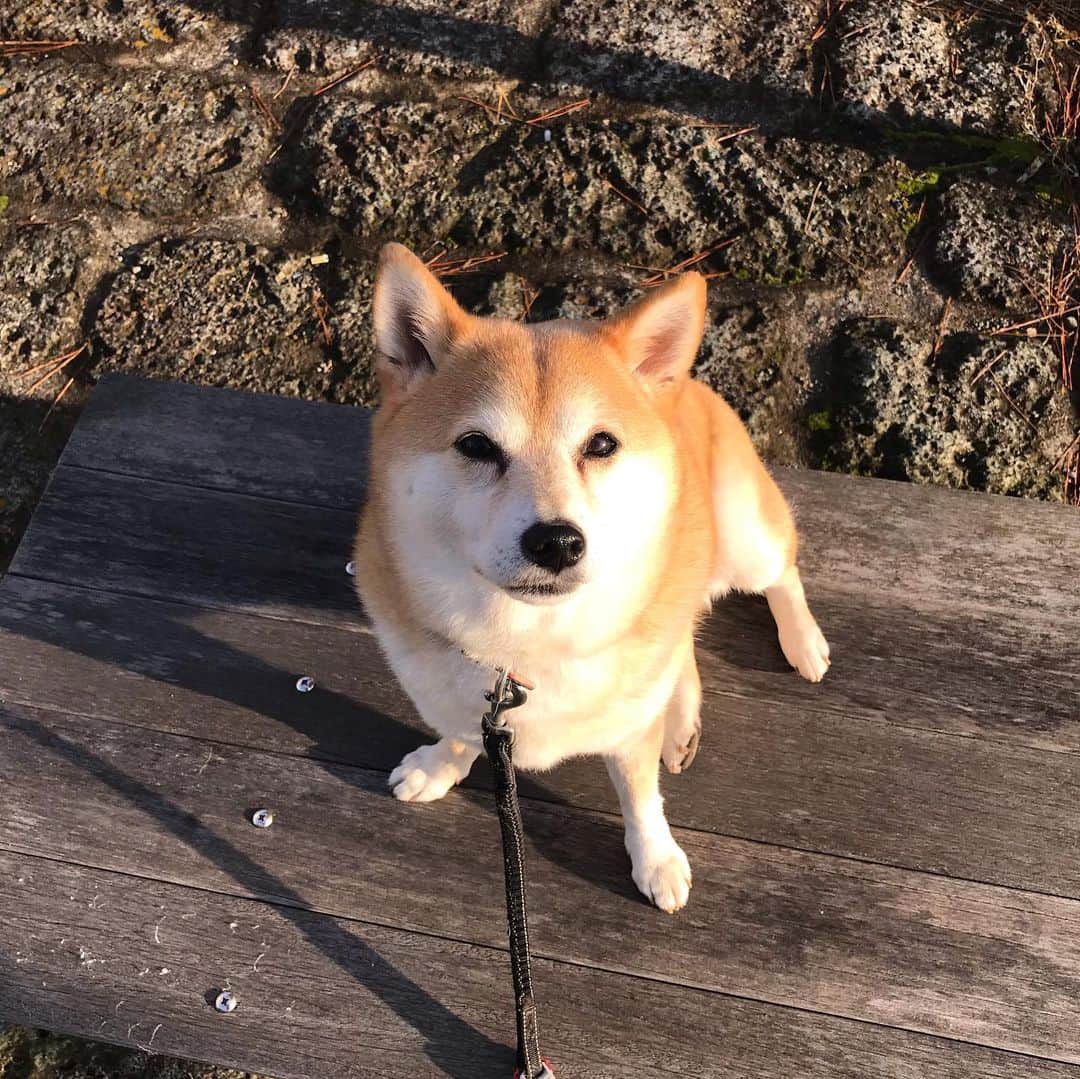 マル子さんのインスタグラム写真 - (マル子Instagram)「お散歩後半、帰りたくないお嬢様を説得。 話を聞いていると思いきや、やはり目が細くなる😂  #マル子  #柴犬  #shiba」12月11日 10時00分 - tomikago