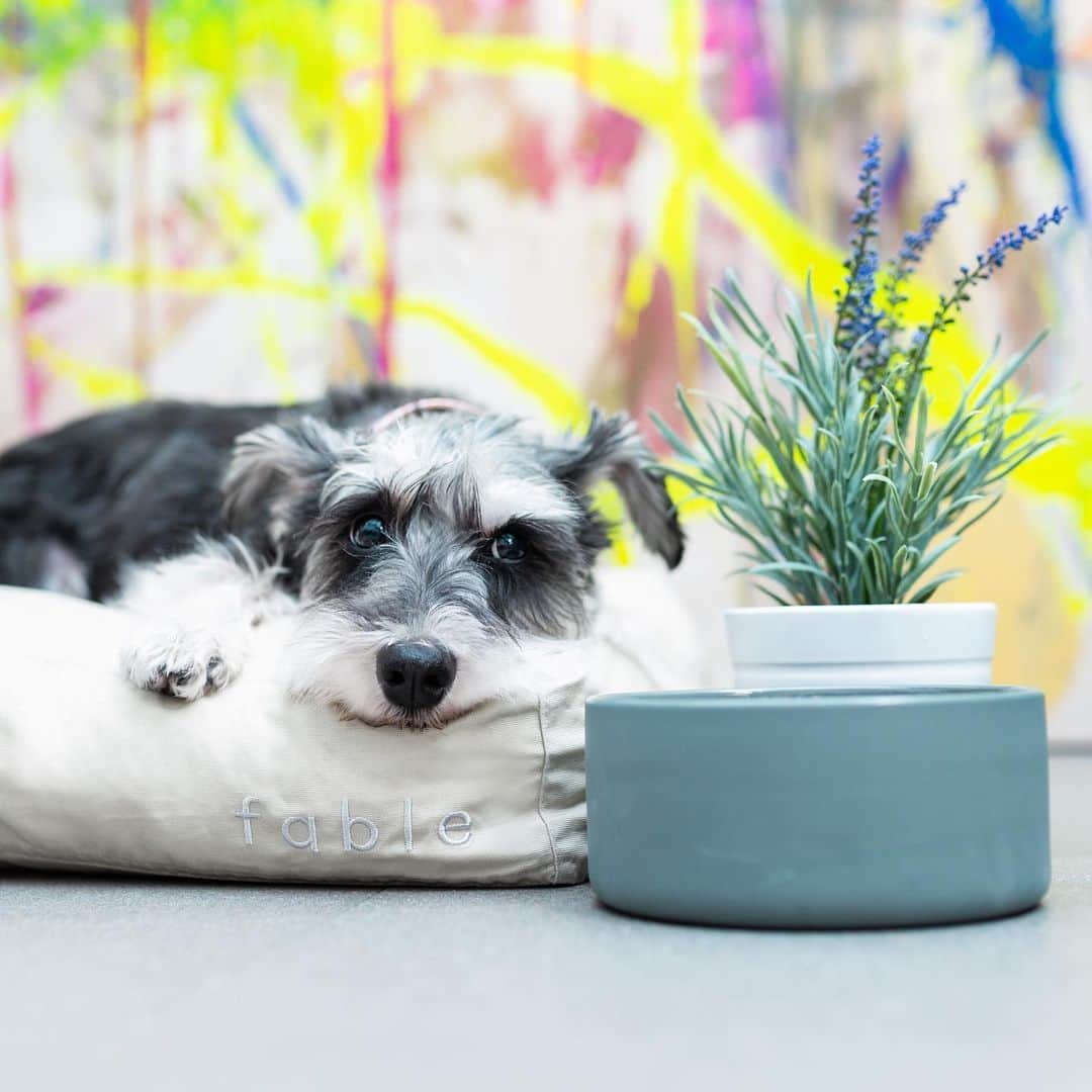 Remix the Dogさんのインスタグラム写真 - (Remix the DogInstagram)「I have a black belt in chill-jitsu. 🥋 Dog bed and bowl by @fablepets #fablepartner #sponsored」12月11日 10時06分 - remixthedog