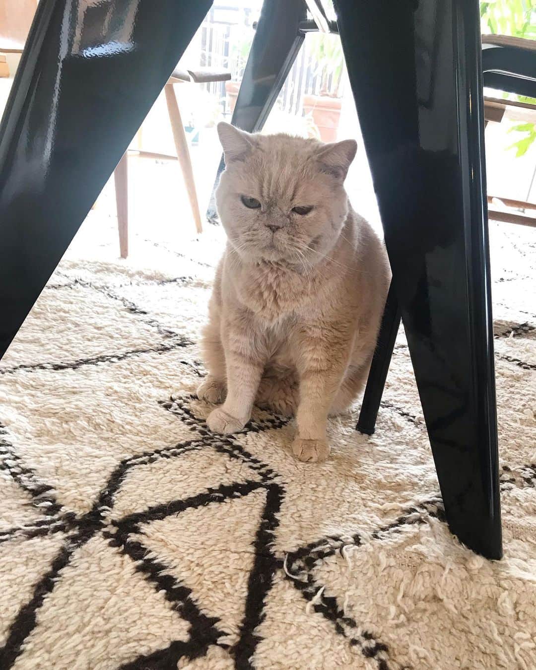 濱中鮎子のインスタグラム：「呼びに来た。🐈 お嬢は背中で爆睡。🌀 今日も頑張りましょう！  #cat #ネコ #小心者の親分 #チャイ坊 #チャイ #chai #britishshorthair #ブリティッシュショートヘア #クラッシュフェイス #ぶチャイく #愛の交歓」