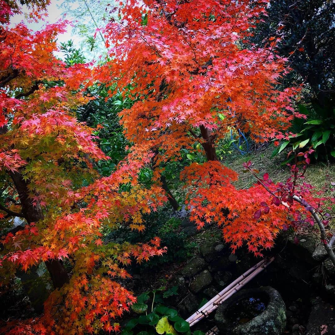郷田ほづみのインスタグラム：「庭の紅葉は赤くなってた。」