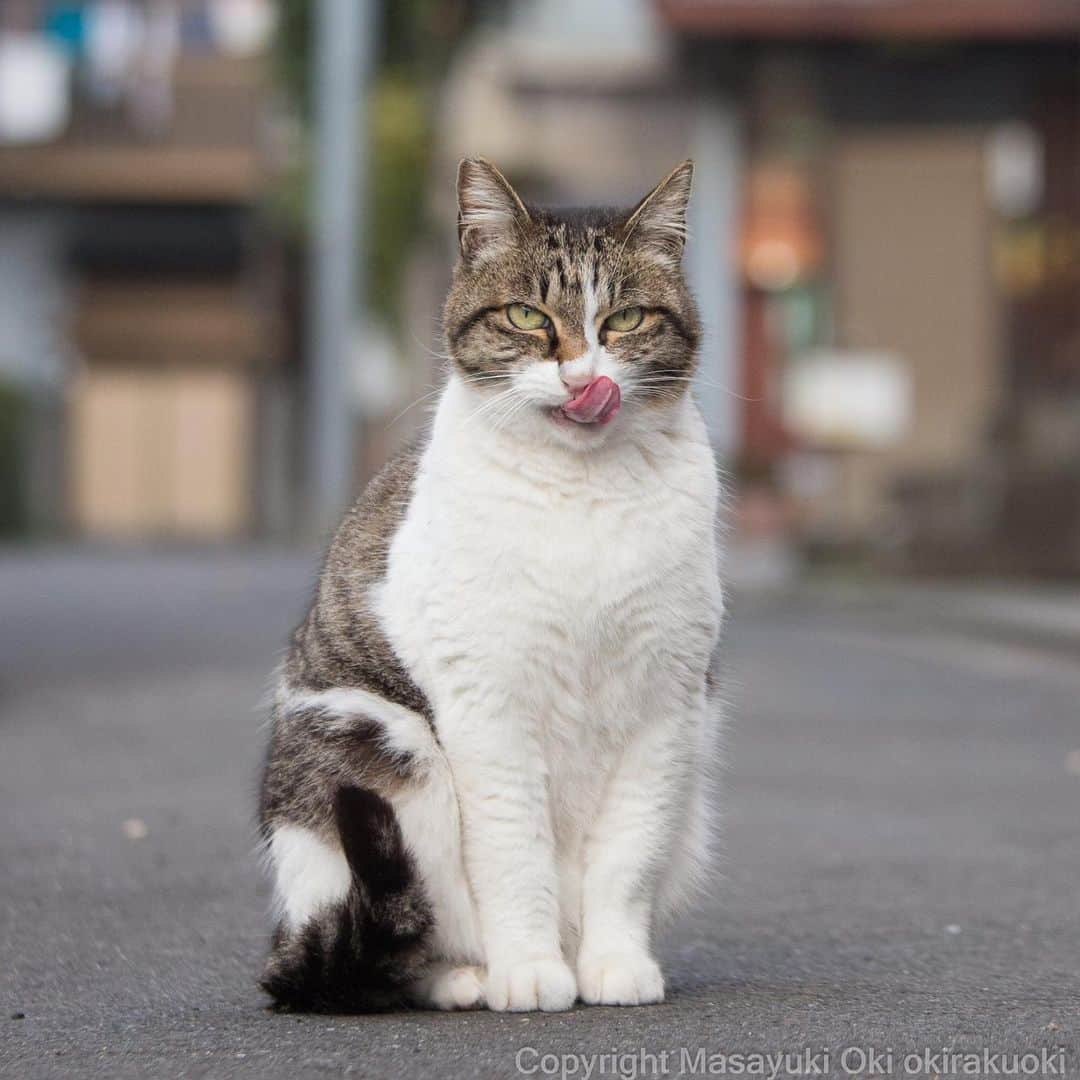 Masayukiさんのインスタグラム写真 - (MasayukiInstagram)「ぺろり。  #cat #ねこ」12月11日 12時03分 - okirakuoki