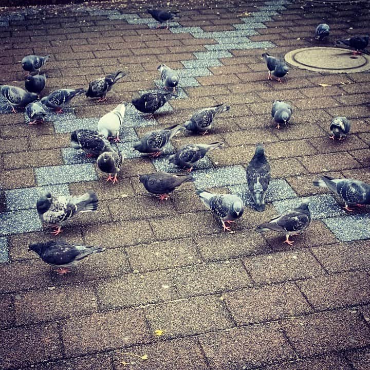 ただすけのインスタグラム：「鳩、鳩、鳩」
