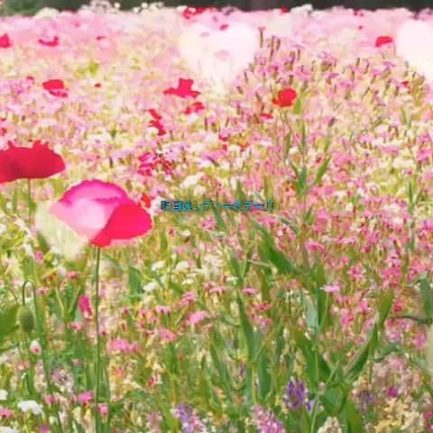 よしもと祇園花月のインスタグラム