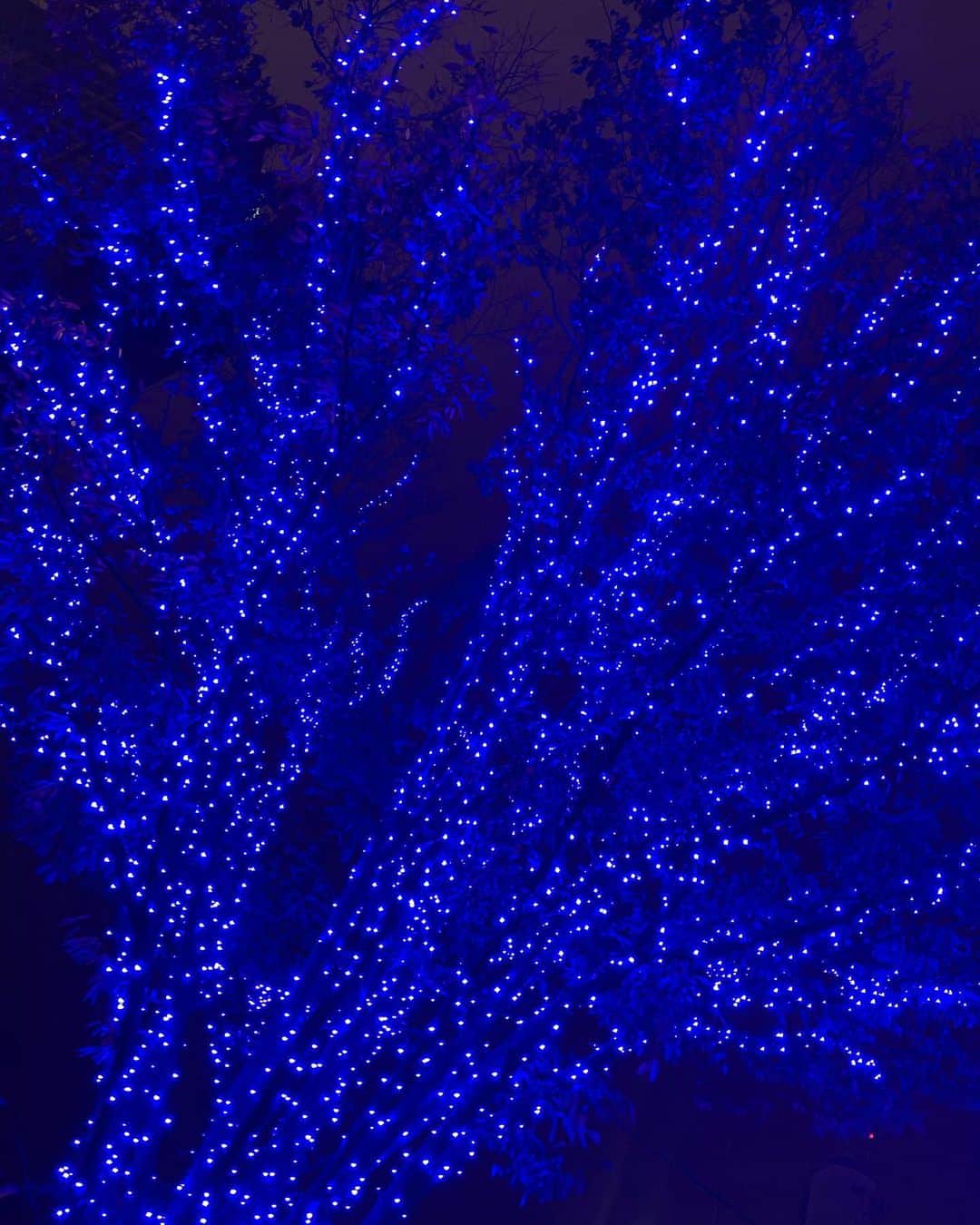 宮村ななこさんのインスタグラム写真 - (宮村ななこInstagram)「ぽっちゃんと青の洞窟行ってきたよ〜✨ #青の洞窟 #青の洞窟イルミネーション #代々木公園 #代々木 #イルミネーション #クリスマス #デート #お散歩」12月11日 23時40分 - miyamuchan_001
