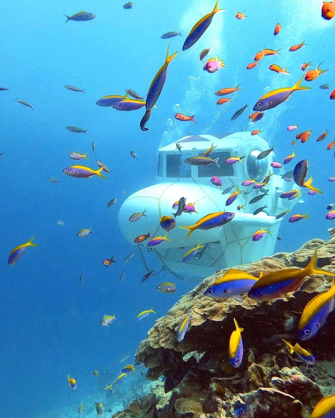 Velaa Private Islandさんのインスタグラム写真 - (Velaa Private IslandInstagram)「The secrets of the deep awaits. Explore the Indian Ocean with our private semi-submarine.  #VelaaPrivateIsland #VelaaMoments」12月11日 23時44分 - velaaprivateisland
