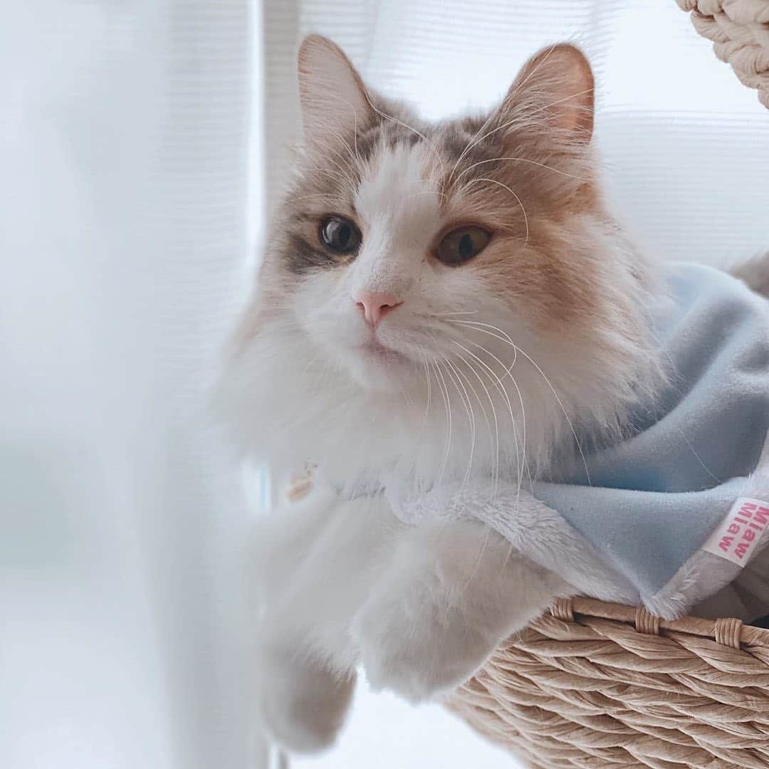 MiawMiawのインスタグラム：「こんにちは😊♪⁣ ミャウミャウ公式アカウントです🐈⁣ ⁣ ただいま開催中のフォトコンテストの応募の中から⁣ 【 #ドレスパーティーmiawmiaw 】を⁣ 付けていただいた方のフォトをご紹介いたします！⁣ ⁣ ━･･━･･━･･━･･━･･━･･━⁣ photo： @gumi3gram さん⁣ ━･･━･･━･･━･･━･･━･･━⁣ ⁣ フワフワの毛並みと⁣ 水色のマントがとってもお似合いです😻💙⁣ ⁣ ご応募ありがとうございました📷✨⁣ ⁣ ________________________________________＿＿⁣ ⁣ ＼MiawMiaw ドレスParty@インスタ フォトコンテスト開催中！／⁣ 限定商品『MiawMiaw Precious(ミャウミャウ プレシャス )　パーティーボックス』⁣ を購入してドレスパーティーに参加しよう😻🎀⁣ ⁣ 商品に付属の全8種類のパーティーウエアのうち、1種類以上を身につけた⁣ かわいい猫ちゃんを投稿して豪華賞品をGET🎁✨⁣ ⁣ 皆さまのご参加をお待ちしております🐈💓⁣ ⁣ ＜参加方法＞⁣ ① @miawmiaw_series (ミャウミャウ公式アカウント)をフォロー⁣ ② 『MiawMiaw Precious(ミャウミャウ プレシャス )　パーティーボックス』⁣ をご購入頂き、ボックスに入っているパーティーウエアを身に着けた猫ちゃんのお写真を撮影する⁣ ③ 下記のフォトコン専用ハッシュタグを付けて投稿する（複数応募・複数枚投稿可）⁣ ※キャンペーン期間外(過去投稿)の投稿に応募ハッシュタグを付けた場合はキャンペーンの応募対象外とさせていただきます。ご了承ください。⁣ ※並行して開催中のフォトコンテストへ同時にご応募いただくことも可能です。⁣ ⁣ ＜フォトコン専用ハッシュタグ＞⁣ #ドレスパーティーmiawmiaw⁣ ※「miawmiaw」を付けていただかないと今回の応募の対象になりませんのでご注意ください。⁣ ⁣ フォトコンテスト期間中、指定のハッシュタグでご参加いただいている方を、⁣ 当アカウントでご紹介させていただくこともございます💛⁣ ⁣ ＜募集期間＞⁣ 2019年11月1日(金)～2020年1月31日(金)23:59まで⁣ ⁣ ＜賞品＞⁣ 大賞✨（3名さま）おしゃれな猫ちゃん用限定ウエア＋MiawMiaw商品詰め合わせ⁣ ※賞品の画像はイメージです。変更になる場合がございます。⁣ ⁣ ＜入選者様へのご連絡＞⁣ 入選者発表は2⽉下旬を予定しております。⁣ 入選者の⽅には Instagram上のDMにてご連絡致します。⁣ ⁣ ＜ご注意＞⁣ ＊本キャンペーンにご参加いただくことにより、本募集要項に同意いただいたものとみなします（未成年の方については、親権者に同意いただいたものとみなします）。⁣ ＊本キャンペーンは、限定商品『MiawMiaw Precious(ミャウミャウ プレシャス )　パーティーボックス』をご購入いただいた方限定のキャンペーンになります。⁣ ＊選考時に、アカウントフォロー及び指定のハッシュタグ投稿を継続いただいていることが確認できない場合、選考の対象から外れることがあります。フォトコンテスト終了からおおむね1か月程度、参加条件に達する状態を継続いただくことをお勧めします。⁣ ＊アカウントを非公開設定にしている場合は選考対象外となります。⁣ ＊再選考は行いません。⁣ ＊入選者は、配送の都合で日本国内にお住まいの方に限らせていただきます。⁣ ＊企業アカウントからのご応募は選考対象外となります。⁣ ＊賞品の返品・交換はできませんのでご了承くださいませ。⁣ ＊賞品の転売は禁止させていただきます。⁣ ＊通信環境の問題でDMが不着となった場合、又はご当選通知のDMに記載の手続きを履行いただけない場合、ご入選の資格は無効となります。⁣ ＊賞品画像はイメージとなります。⁣ ＊本キャンペーン参加にあたって生じるインターネット接続料や通信料、当選連絡DMに記載の手続を履践するにあたって生じる諸費用は、ご本人様の負担となります。⁣ ＊本キャンペーンで投稿いただいた写真や動画は、当社公式Instagramアカウントにてご紹介させていただく場合がございます。なお、このご紹介は選考結果とは関係がありません。⁣ ⁣ たくさんのご応募お待ちしております！⁣ ⁣ #miawmiaw #ミャウミャウ⁣ #ドレスパーティーmiawmiaw #miawmiawprecious⁣ #フォトコンテスト #コンテスト #プレゼント企画 #プレゼント #プレゼントキャンペーン #キャンペーン開催中 #キャンペーン #お洒落ねこ #ドレスパーティー #ねこのいる生活 #ねこばか #ネコ好き #猫 #ねこ #ネコ #にゃんこ #猫部 #ねこ部 #キャットフード #猫好きさんと繋がりたい #猫好き #にゃんこ部 #にゃんすたぐらむ #ねこすたぐらむ #にゃー」