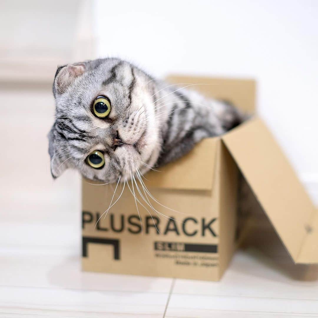 のインスタグラム：「🐱ちょ〜〜だい 🐱Please  ーーーーーーーーーーーーー 🌺「渋ネコ ししまるさん」ねこのきもちWEB MAGAZINE にて毎週金曜日エッセイの連載中 ーーーーーーーーーーー 📕「ぷっちねこ。」「3匹のちいさな猫を召喚できたなら」「ちいさな猫を召喚できたなら」徳間書店より単行本発売中 ーーーーーーーーーーー ⭐︎ねこ漫画→@tacos_cat 🌺Twitter →@taco_emonemon ーーーーーーーーーーー」