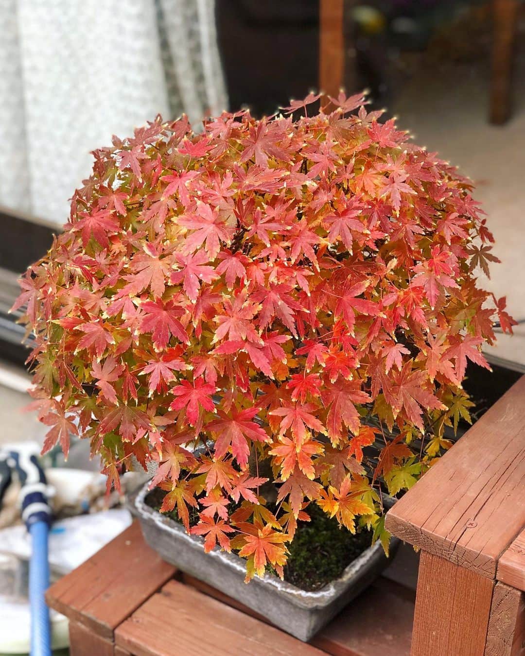 金成公信さんのインスタグラム写真 - (金成公信Instagram)「東京ではこんなにきれいに紅葉しなかったのに。美しい。 #盆栽 #bonsai #bonsaijapan #japanesebonsai #wabisabi #bonsailovers #bonsailife #bonsaitree #bonsaiart #bonsaigram #bonsaiworld #plants #tree #greenlife #greenlifestyle #苔 #moss」12月11日 15時32分 - bonsai_chiba