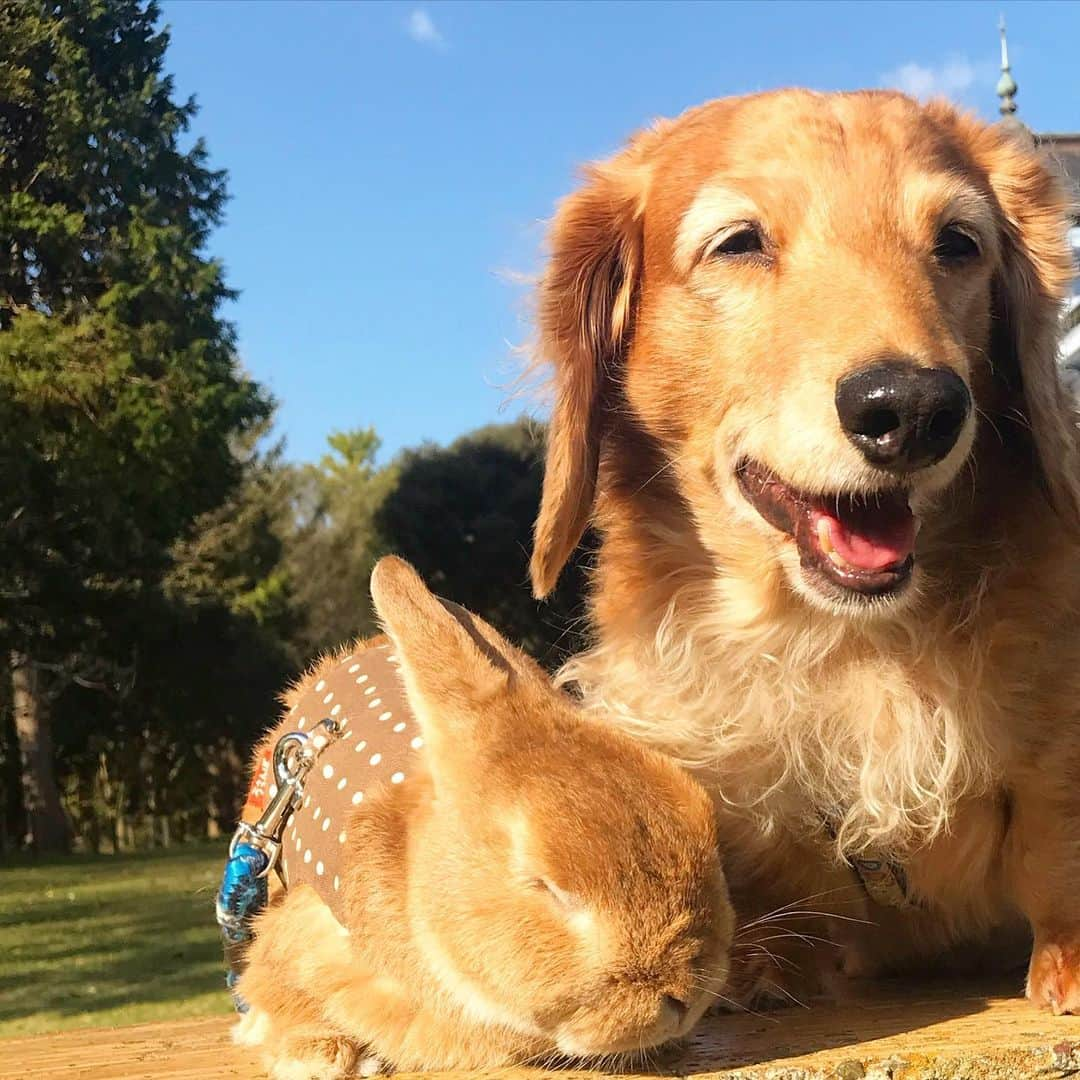 Chieko Shibutaさんのインスタグラム写真 - (Chieko ShibutaInstagram)「たろー🐶&うじゃこ🐰 地方☀️ さんぽ🍁 12 月とは　思えない　ポカポカ😊 たろー！ 日向ぼっこ🐰😊✨ 💕✨🐶🍀🐰✨💕 💕 #dachshund #dachshunds #dachshundlove #dog #dogs #doglove #instadog #instagram #instagood #pet #pets #petsagram #cute #cutepe #cutepet #cutedog #cuteanimals #likes #09076999576 happy #smile #rabbit #ラビット #ミニュチュア #ミニュチュアダックス  #ミニュチュアダックスフント #うさぎ部 #うさぎ #ダックス #ダックスフンドロングヘアー#ねざーらんどどわーふ」12月11日 15時39分 - chieko.81