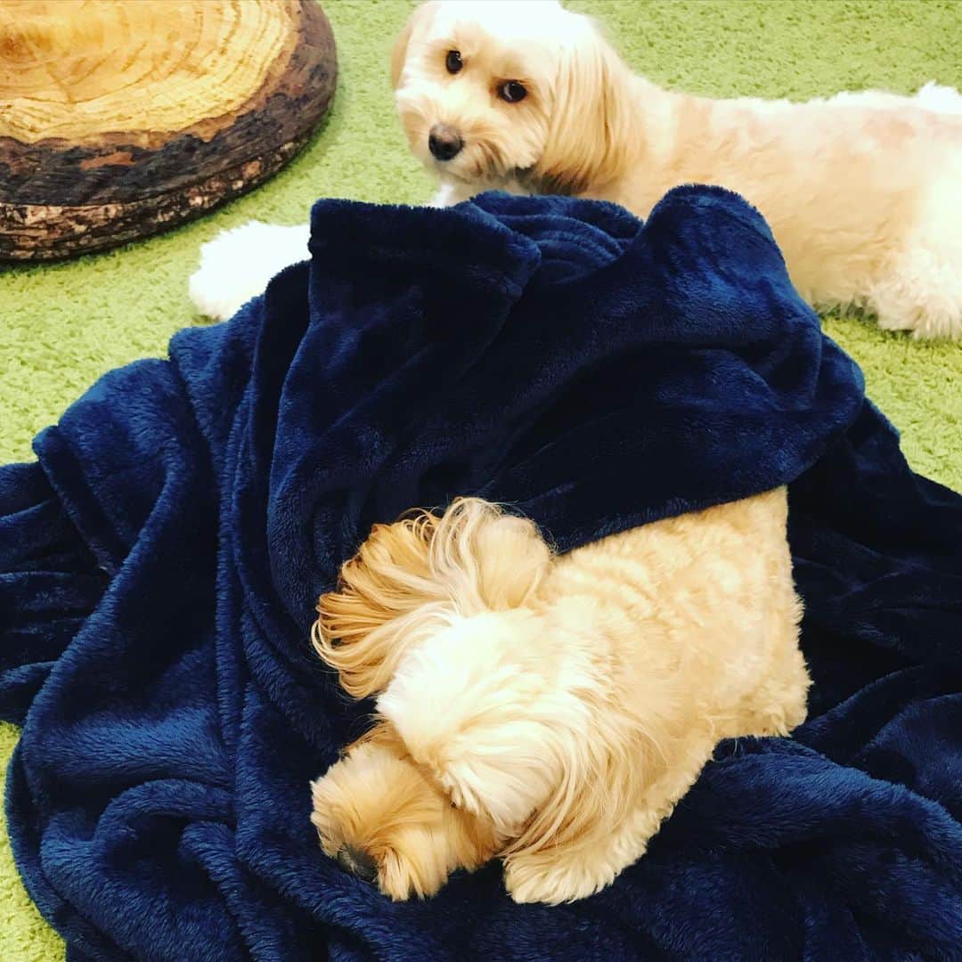 北山陽一のインスタグラム：「わかるよ。寒いもんな。 #きたやまおかき #きたやまおもち」