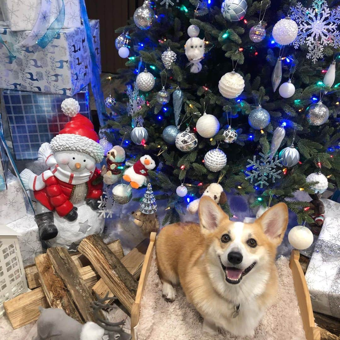 田上大地さんのインスタグラム写真 - (田上大地Instagram)「静岡→箱根→横浜🚘 犬に囲まれた幸せな4日間でした🐶🥺 はるちゃんにはサンタ🎅来るかな🤔？ #dogsgardenpocket  #hyattregencyhakone  #ハイアットリージェンシー箱根 #wancott  #trip #corgi #コーギー  #ビションフリーゼ #bishonfrise」12月11日 15時47分 - t_daichi5