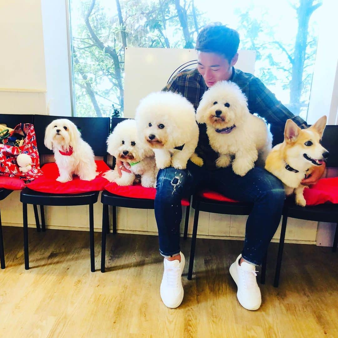 田上大地のインスタグラム：「静岡→箱根→横浜🚘 犬に囲まれた幸せな4日間でした🐶🥺 はるちゃんにはサンタ🎅来るかな🤔？ #dogsgardenpocket  #hyattregencyhakone  #ハイアットリージェンシー箱根 #wancott  #trip #corgi #コーギー  #ビションフリーゼ #bishonfrise」