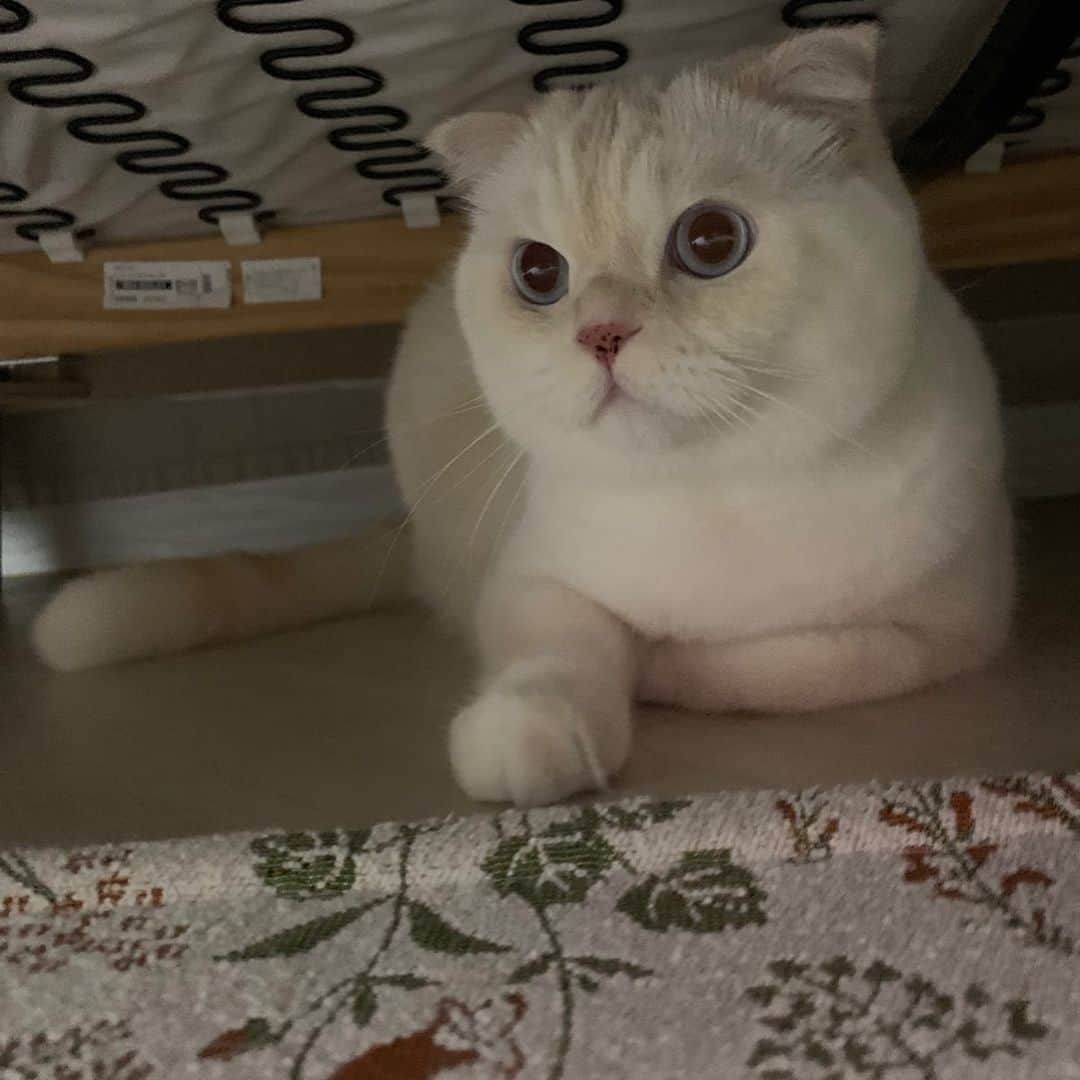 SoonMooさんのインスタグラム写真 - (SoonMooInstagram)「예전엔 치킨 아저씨만 왔는데, 이젠 마카롱 아저씨도 온다,,, 쫄보는 그저 벨이 울리면 숨을 뿐이다,,, #엄마그만좀시켜먹어 #순무 #SoonMoo」12月11日 16時07分 - soonmoo_cat