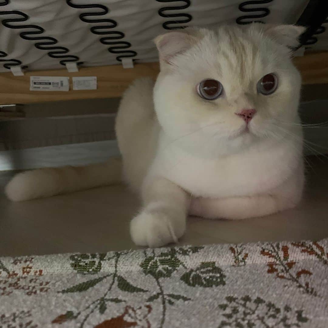 SoonMooさんのインスタグラム写真 - (SoonMooInstagram)「예전엔 치킨 아저씨만 왔는데, 이젠 마카롱 아저씨도 온다,,, 쫄보는 그저 벨이 울리면 숨을 뿐이다,,, #엄마그만좀시켜먹어 #순무 #SoonMoo」12月11日 16時07分 - soonmoo_cat