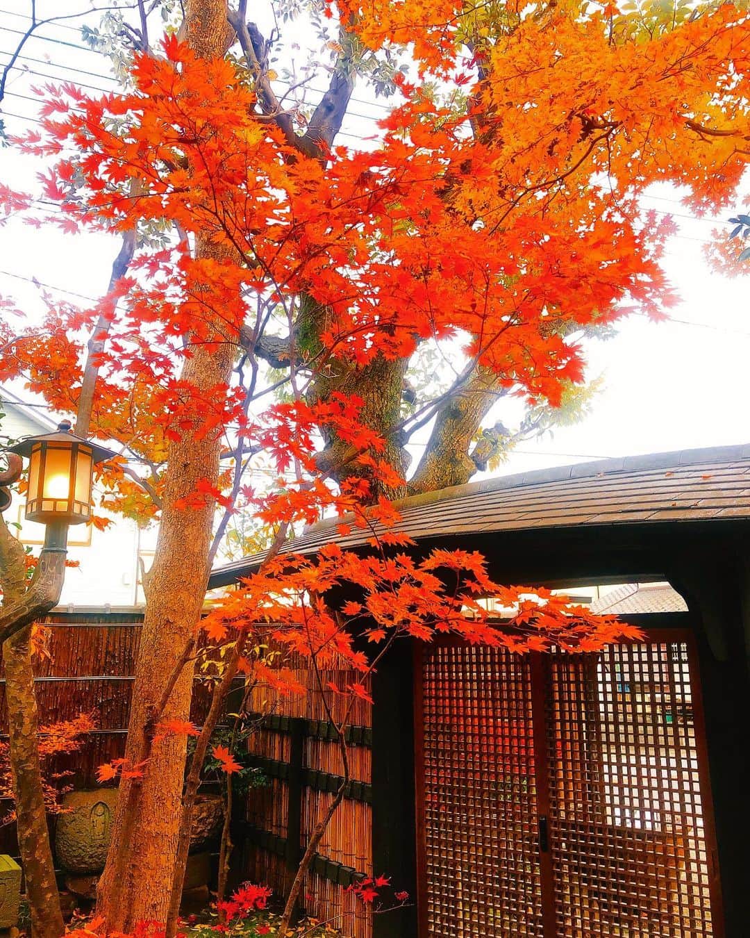 ダレノガレ明美さんのインスタグラム写真 - (ダレノガレ明美Instagram)「実家の庭が綺麗な季節になりました。 お庭でお団子たべたい🍡」12月11日 16時13分 - darenogare.akemi