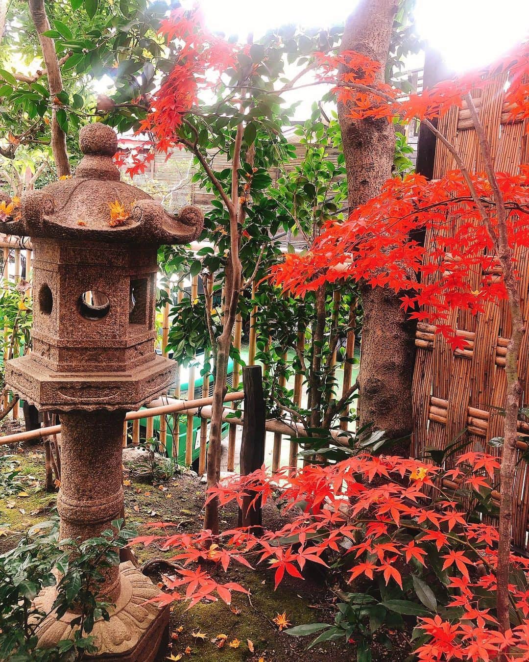 ダレノガレ明美さんのインスタグラム写真 - (ダレノガレ明美Instagram)「実家の庭が綺麗な季節になりました。 お庭でお団子たべたい🍡」12月11日 16時13分 - darenogare.akemi