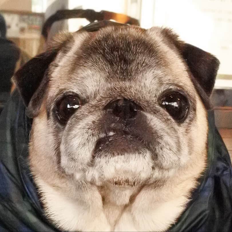 八兵衛のインスタグラム：「Hachibei 🐶 * * 2週間ほど前に 歯磨きシートで 口腔内を綺麗にしていたら ポロっと歯が抜けました🦷 * * 安心してください👌 * * 前歯はまだ ムキッとあります😂😂 * * * #痛みもなく大丈夫です * #ほぼ黒パグ #おじいちゃん犬 #pug #puggy #puglife #puglove #petstagram #pugstagram #pugsofinstagram #pugs #dog #ふわもこ部  @igersjp #IGersJP #east_dog_japan #pecoイヌ部 #八兵衛 #はちべえ #朝ワンコ夕ニャンコ」