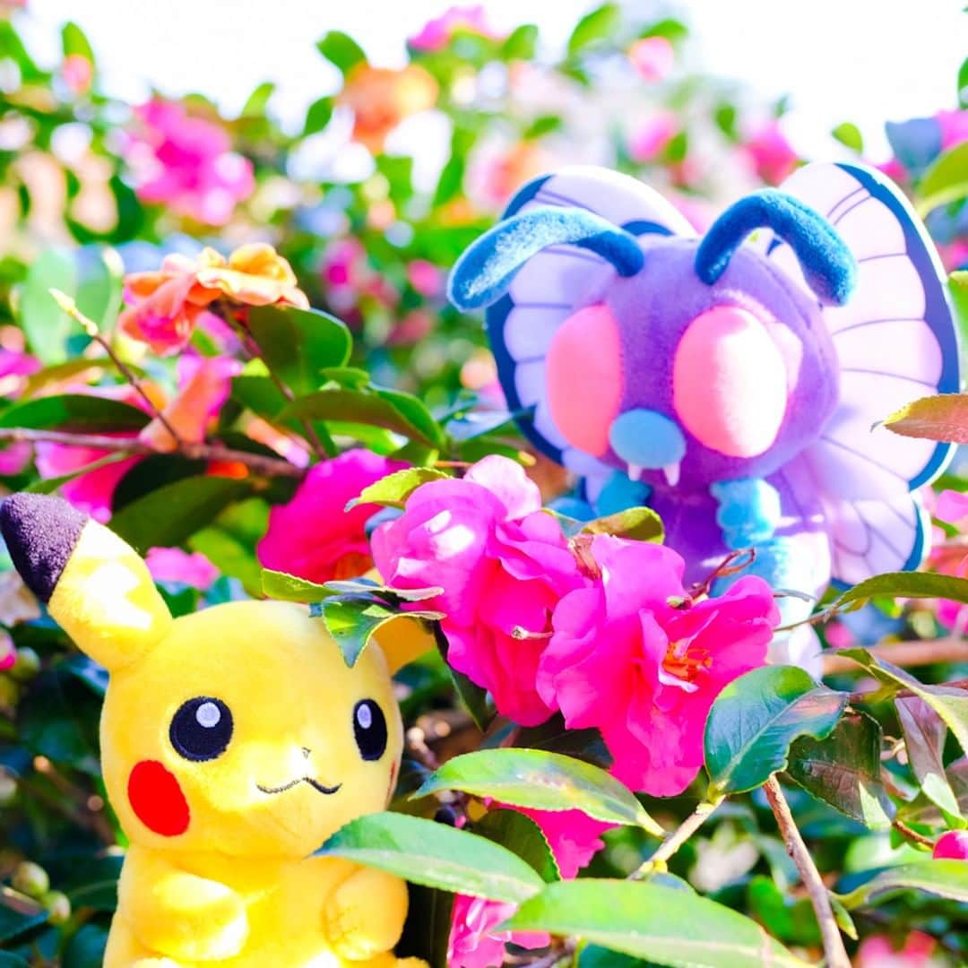 ピカチュウ公式Instagramさんのインスタグラム写真 - (ピカチュウ公式InstagramInstagram)「【今日のピカチュウ】 バタフリーと一緒におでかけ😊 冬に咲くきれいなお花を見つけたみたい🌼 #pikachu #butterfree #pokemon #pikachu_snap #photooftheday #flower #winter #ピカチュウ #バタフリー #ポケモン #散歩 #花 #冬」12月11日 18時00分 - pokemon_jpn