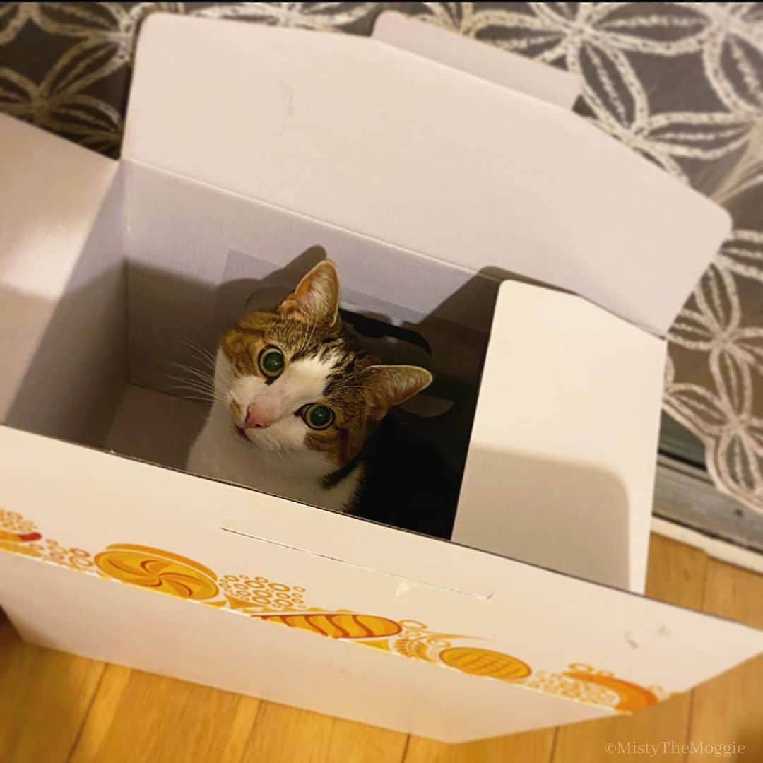 Misty The Moggieのインスタグラム：「Misty’s current favourite box for a happy hump day!」