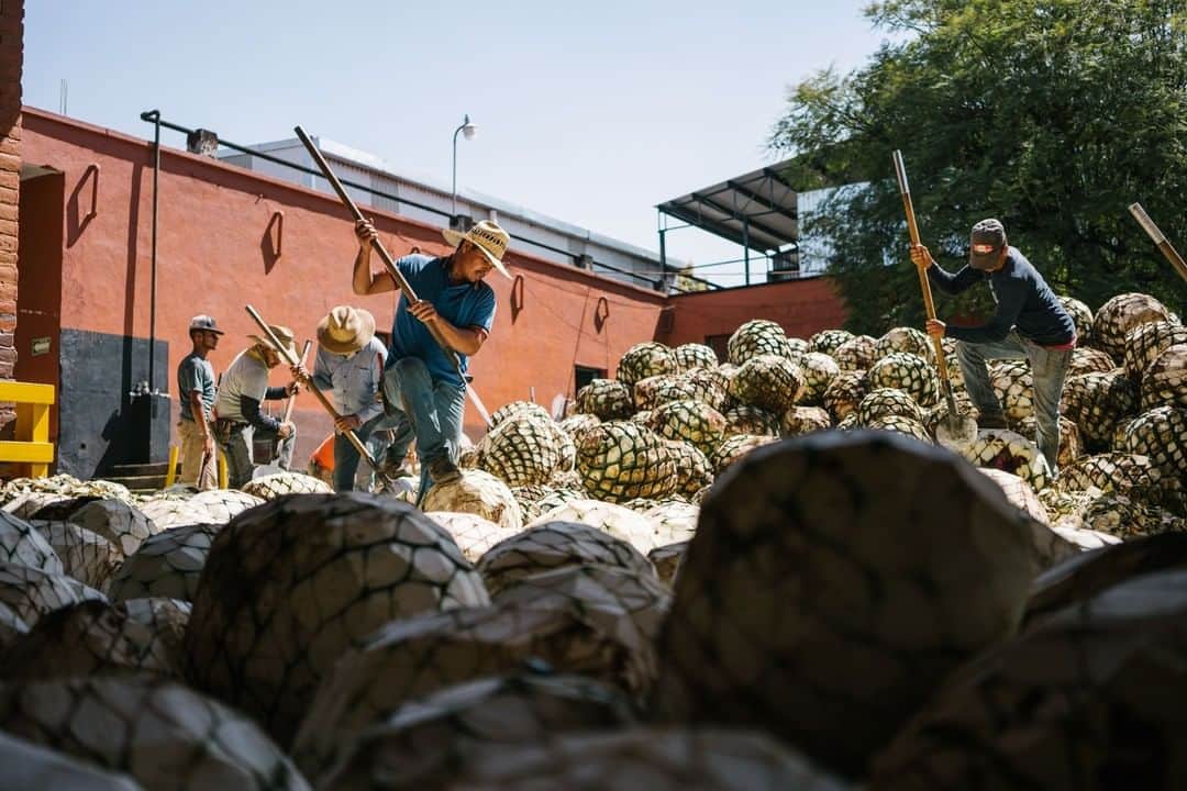 National Geographic Travelさんのインスタグラム写真 - (National Geographic TravelInstagram)「Photo by @andy_bardon | After harvesting ripe agave from the outskirts of Guadalajara, Mexico, jimadors shave down the plants farther to prepare them for the process of tequila production. The skills of jimadors have been passed down over generations. Their work is physically demanding and takes both expertise and experience. Boom-bust cycles occur within the tequila industry due to the availability of raw materials, creating sustainability challenges for workers. Consumers have begun requesting supply chain transparency to gain insight into the products they are purchasing and the communities they come from. Follow @andy_bardon for more images from the road less traveled.」12月11日 18時08分 - natgeotravel