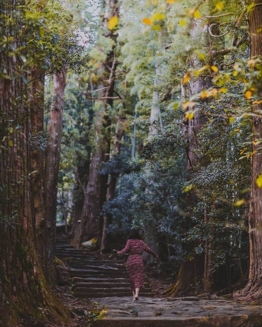Visit Wakayamaさんのインスタグラム写真 - (Visit WakayamaInstagram)「.⠀ Step into an enchanted evergreen wonderland in Wakayama's cedar forests.⠀ 📸: @mae_rii」12月11日 19時00分 - visitwakayama