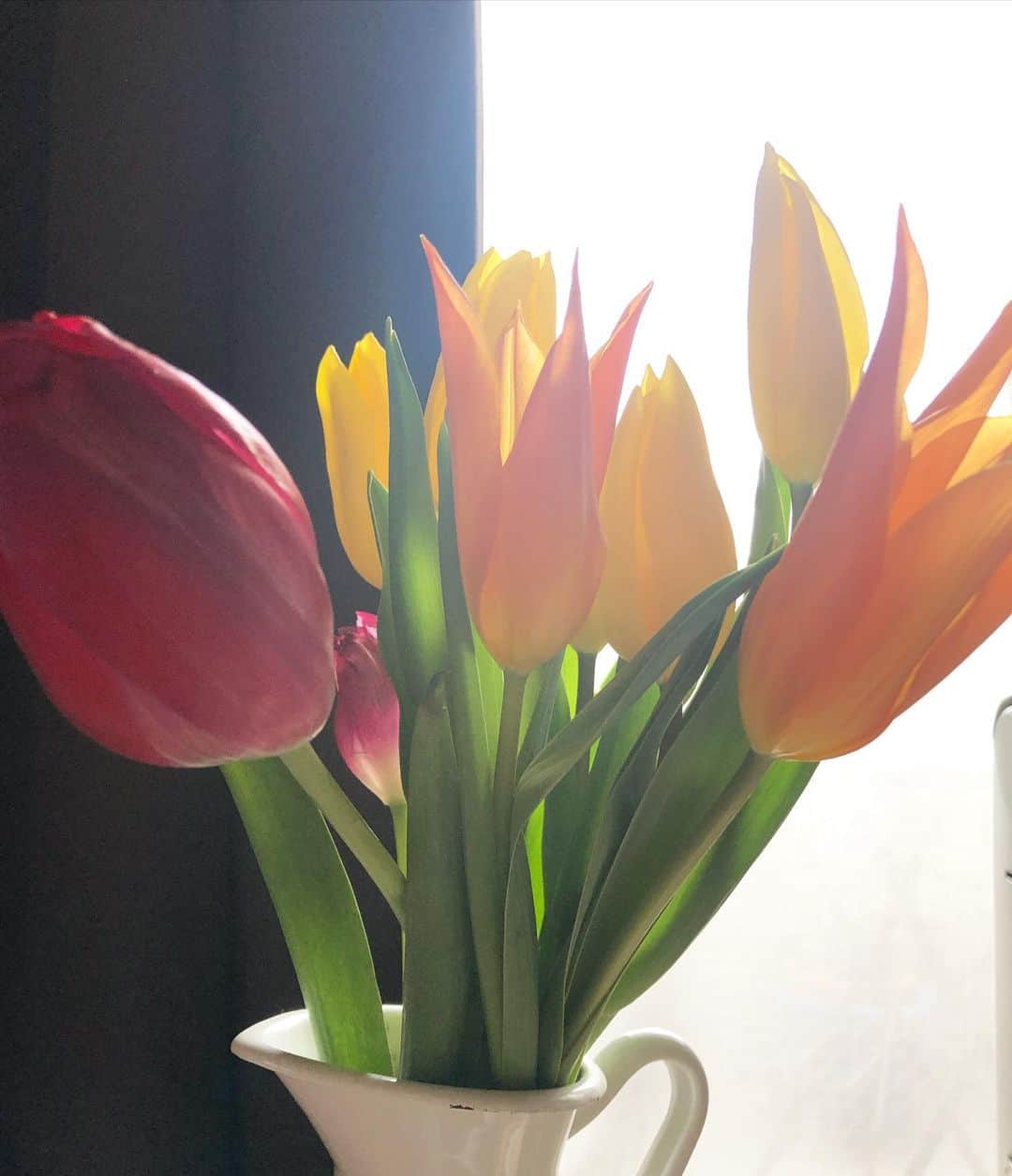 阿部洋子さんのインスタグラム写真 - (阿部洋子Instagram)「#今週のお花 #tulips #flowers」12月11日 19時00分 - hirocoring