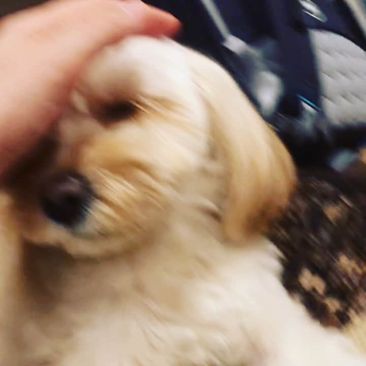 北山陽一のインスタグラム：「ギリギリ手が届くとこで待ってるんだいつも #きたやまおもち」