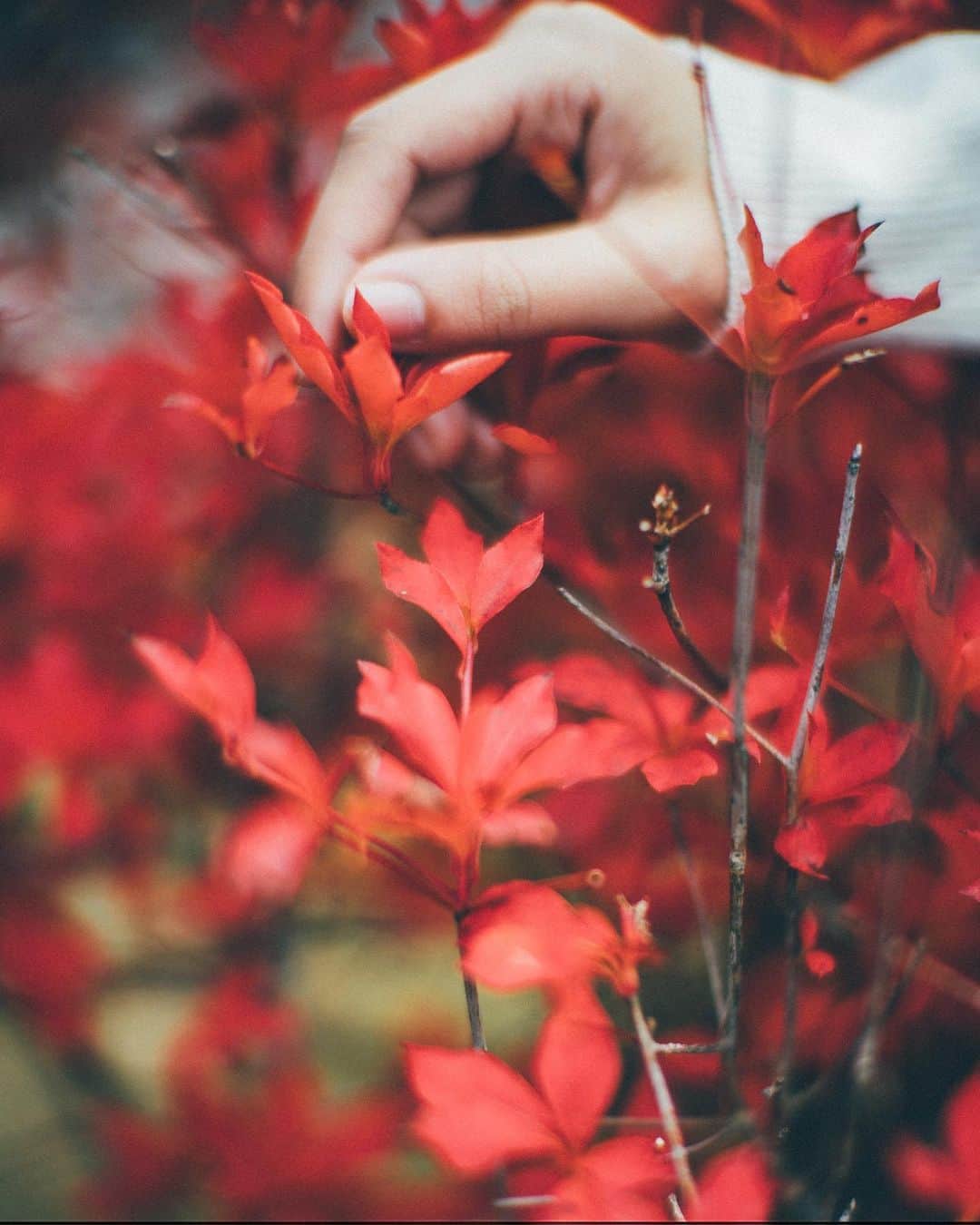 haru wagnusさんのインスタグラム写真 - (haru wagnusInstagram)「Red Phenomenon  ㅤㅤㅤㅤㅤㅤㅤㅤㅤㅤㅤㅤㅤ ㅤㅤㅤㅤㅤㅤㅤㅤㅤㅤㅤㅤㅤ Plant..bloom..harvest That’s the way for our ways. ㅤㅤㅤㅤㅤㅤㅤㅤㅤㅤㅤㅤㅤ #artofvisuals  #leicaphotography  #summilux35asph  ㅤㅤㅤㅤㅤㅤㅤㅤㅤㅤㅤㅤㅤ」12月11日 19時26分 - wagnus