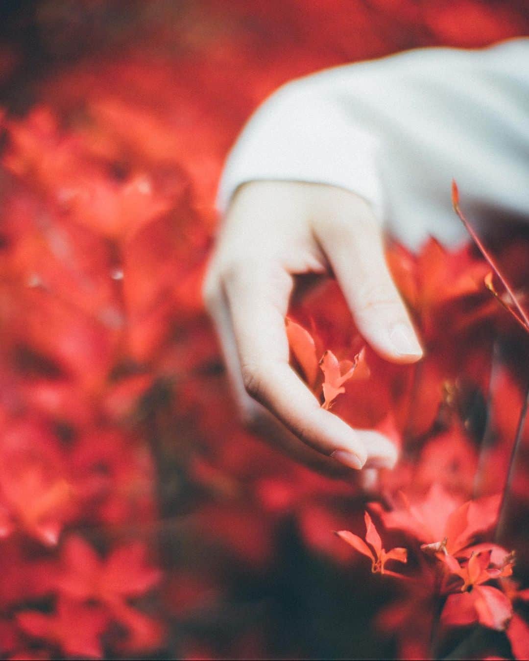 haru wagnusさんのインスタグラム写真 - (haru wagnusInstagram)「Red Phenomenon  ㅤㅤㅤㅤㅤㅤㅤㅤㅤㅤㅤㅤㅤ ㅤㅤㅤㅤㅤㅤㅤㅤㅤㅤㅤㅤㅤ Plant..bloom..harvest That’s the way for our ways. ㅤㅤㅤㅤㅤㅤㅤㅤㅤㅤㅤㅤㅤ #artofvisuals  #leicaphotography  #summilux35asph  ㅤㅤㅤㅤㅤㅤㅤㅤㅤㅤㅤㅤㅤ」12月11日 19時26分 - wagnus