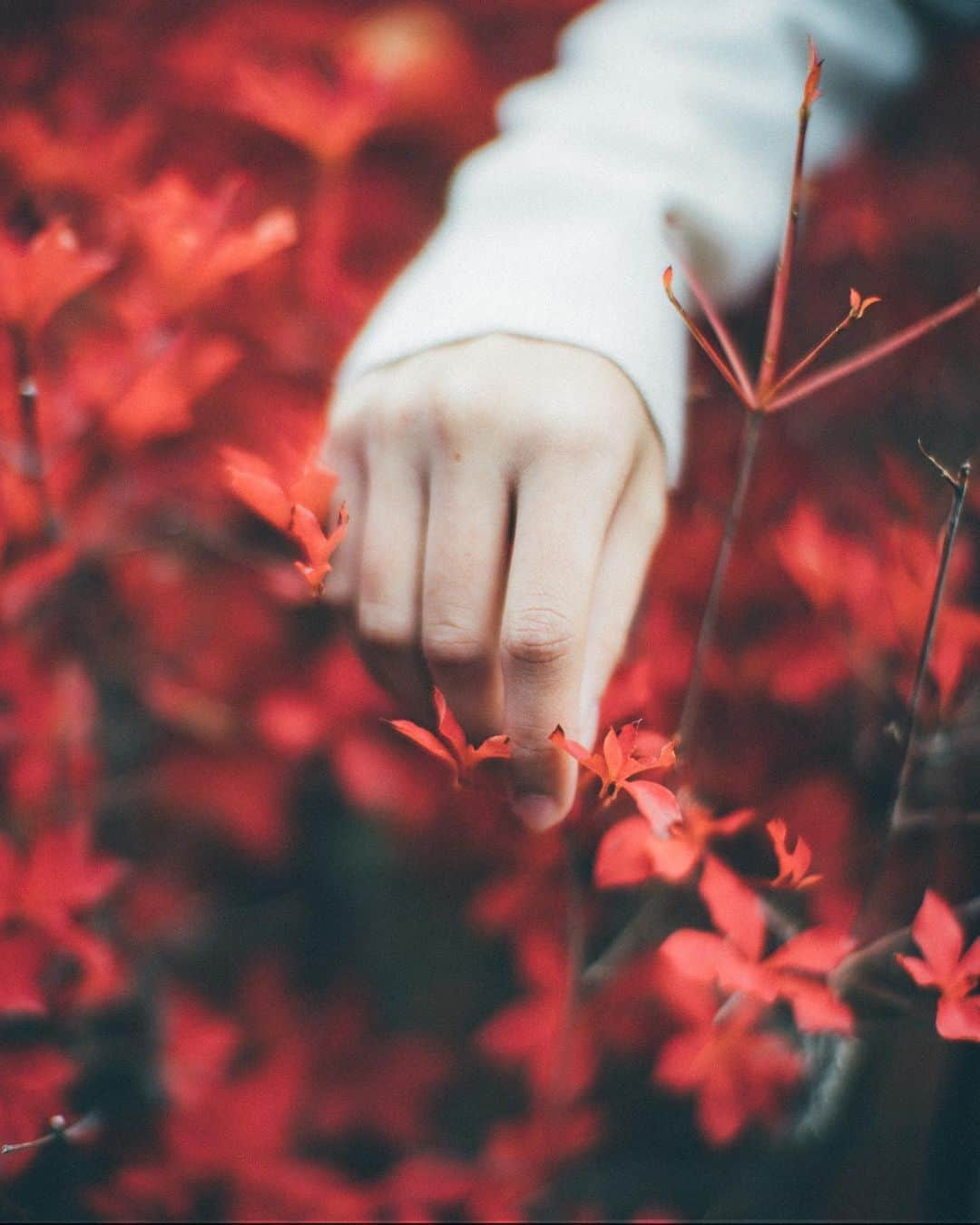 haru wagnusさんのインスタグラム写真 - (haru wagnusInstagram)「Red Phenomenon  ㅤㅤㅤㅤㅤㅤㅤㅤㅤㅤㅤㅤㅤ ㅤㅤㅤㅤㅤㅤㅤㅤㅤㅤㅤㅤㅤ Plant..bloom..harvest That’s the way for our ways. ㅤㅤㅤㅤㅤㅤㅤㅤㅤㅤㅤㅤㅤ #artofvisuals  #leicaphotography  #summilux35asph  ㅤㅤㅤㅤㅤㅤㅤㅤㅤㅤㅤㅤㅤ」12月11日 19時26分 - wagnus