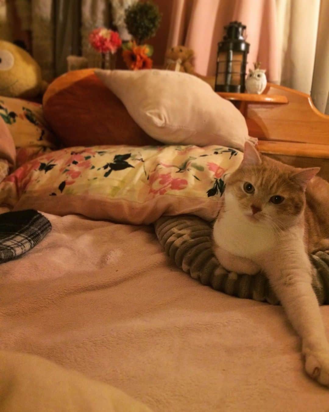 友利愛美さんのインスタグラム写真 - (友利愛美Instagram)「🐱❤️🧣❄️⛄️ ぬくぬくだねぇ💞 . . . #instagood#cat#ねこ#しょうちゃん ❤️🐾」12月11日 19時37分 - aimitomori