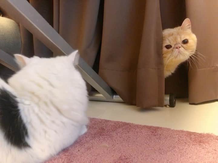東なつ紀のインスタグラム：「幸せな日常 #ひょっこり  #猫 #多頭飼い #まさぶりあずグラム #エキゾチックショートヘア #ブリティッシュショートヘア #マンチカン  #Munchkin  #exoticshorthair #britishshorthair #マンチカン短足  #ねこ  #ネコ  #cat  #ネコ部  #短足  #顔ぺちゃ #猫好きさんと繋がりたい  #猫のいる暮らし  #短脚猫 #曼基康猫 #ねこ休み展 に出たい」
