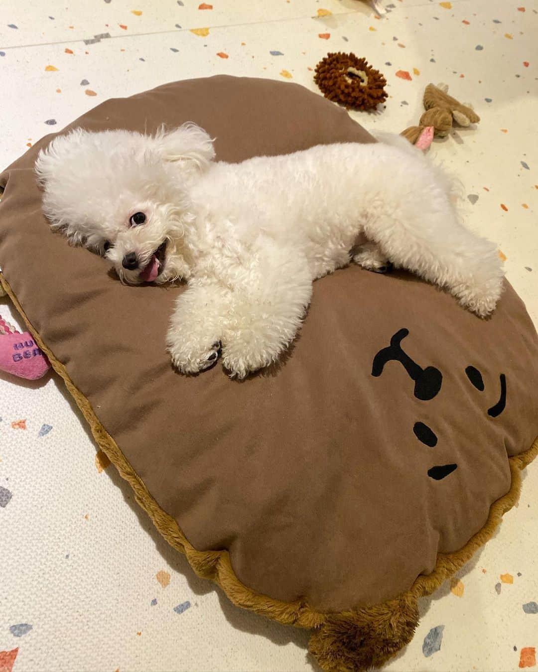Salt&Heartさんのインスタグラム写真 - (Salt&HeartInstagram)「트리의 두번째 타피 방석🐻 윗면은 시원하고 뒤집으면 따땃하게..🐻 두번째 영상은 🤣🤣🤣🤣🤣 인형인줄 아나봐요? 🤣🤣 세번째는 놀다 지친 🎄 @taaffe.place」12月11日 19時56分 - trio_maison