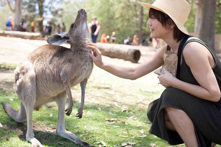 石川瑠利子のインスタグラム：「. . オーストラリアといえばカンガルー🦘とコアラ🐨💕 人懐っこいカンガルーとは目一杯触れ合って… 念願のコアラ抱っこは想像よりもずっしりしていました😍❤️ 都会の動物園とは違って距離が近くて動物好きにはたまらなく嬉しかった🙆🏻‍✨ . . #koalasanctuary #koala #kangol  #animals #Australia #travel #旅行 #動物好き」