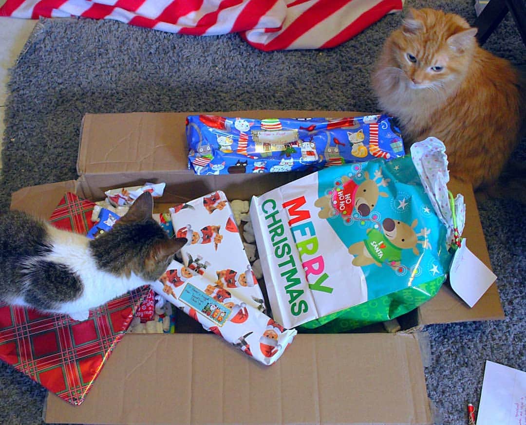 Homer Le Miaou & Nugget La Nugさんのインスタグラム写真 - (Homer Le Miaou & Nugget La NugInstagram)「So we've received an awesome box filled with presents smelling like catnip and treats and humom opened it, showed it to us, took a picture and... you won't believe me... She took them of from us, put them back on the box and told us we are not allowed to open these before catmas! The 25th. In 15 days! 360 hours!! 21600 minutes!!! She is the worst! 🙀🎁🙀 #CatmasTorture #CallTheAspcaElves」12月11日 21時28分 - homer_le_chat