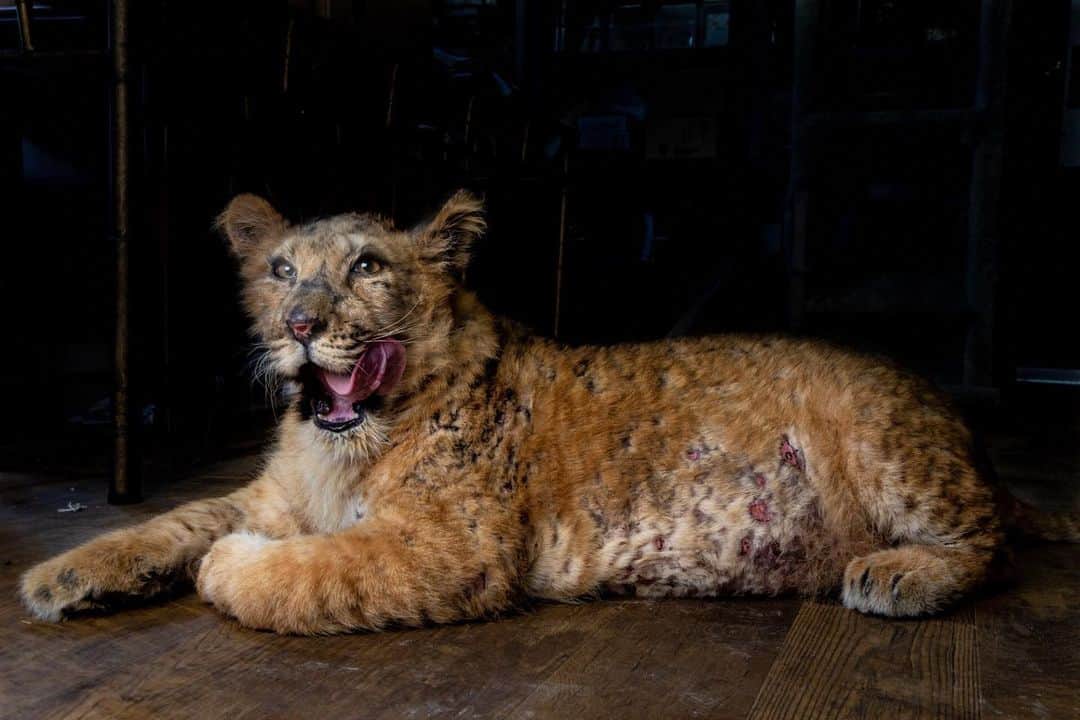 ナショナルジオグラフィックのインスタグラム