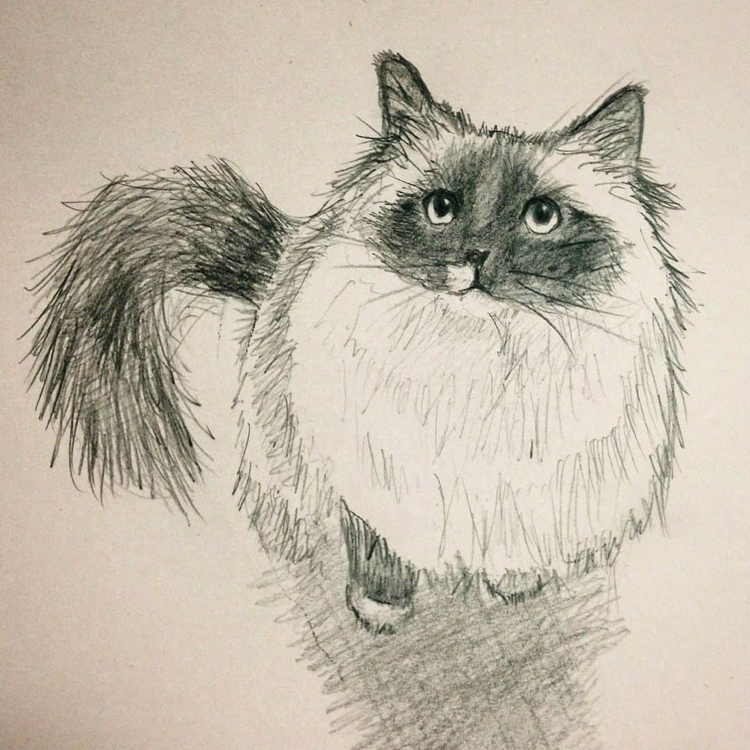 takegaeruのインスタグラム：「懐かしの力作( ^ω^ ) #cat #猫 #ragdoll #ラグドール #ホワイトポッチーズ #takegaeru」