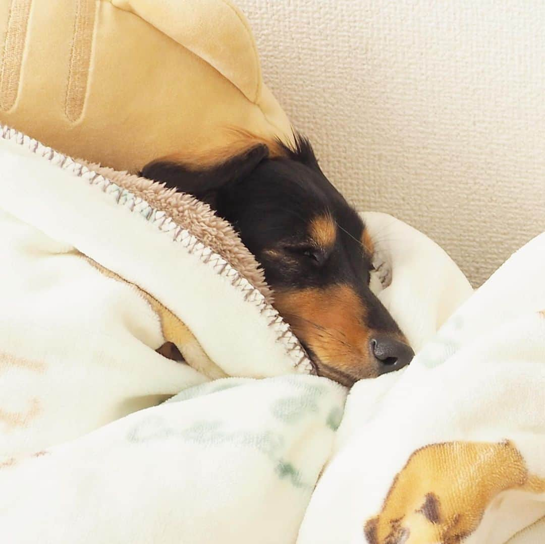 Sora Momoさんのインスタグラム写真 - (Sora MomoInstagram)「お昼寝そらともも🐶🐾🐶 ☺︎ いつも2人とも笑ってる😊 ☺︎ #お昼寝#潜るタイプ#飛び出すタイプ#いつも寝顔が笑ってる#タレ目ちゃん#そらの毛がついてちゃってるもも#私の癒し#仲良し#そらともも #ダックス#ミニチュアダックス#ダックス多頭飼い  #dachshund #miniaturedachshund」12月11日 22時18分 - teratera_sorapu_