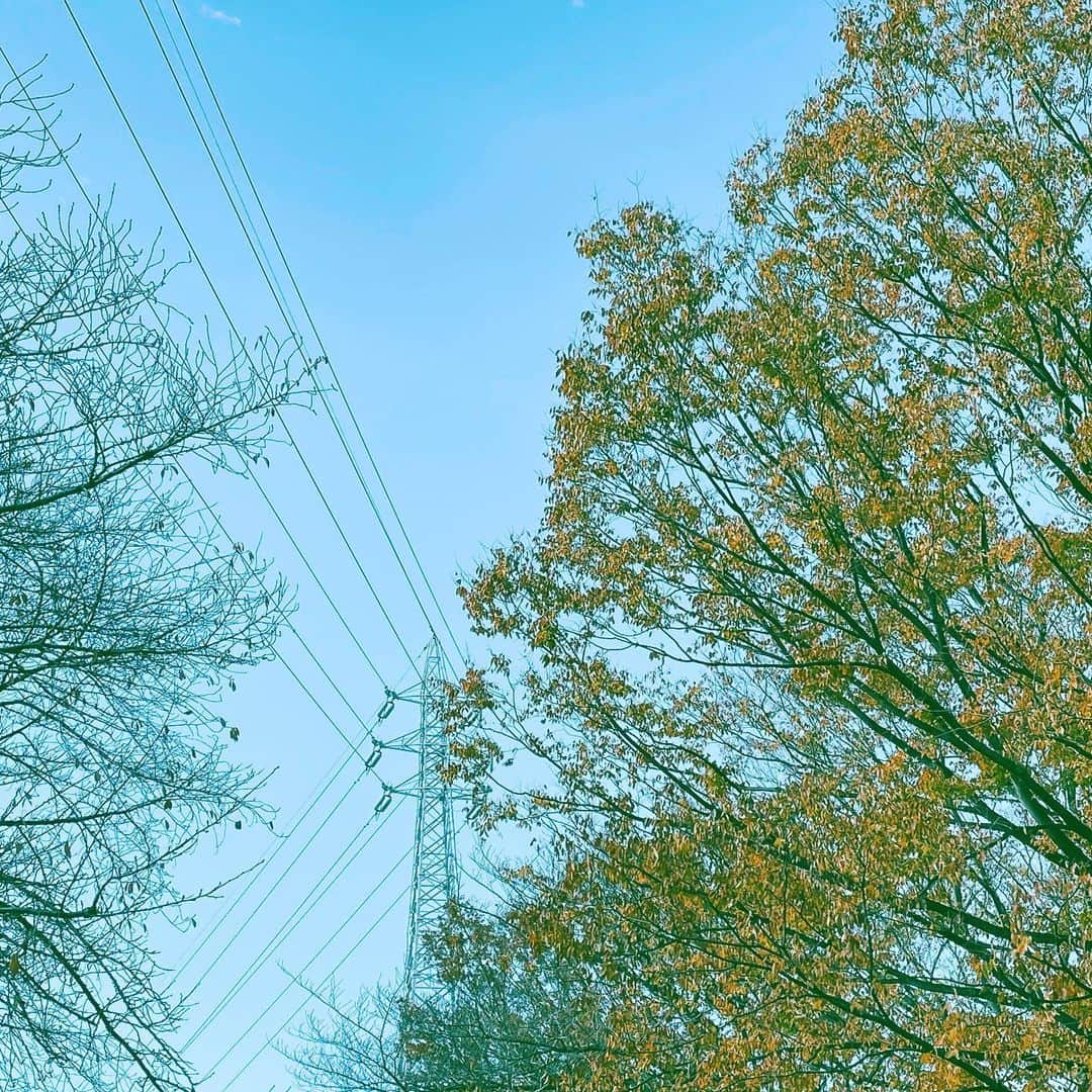 中野敬久さんのインスタグラム写真 - (中野敬久Instagram)「#鉄塔 #鉄塔部 #紅葉 #公園 #winterleaves #sky #park」12月12日 9時46分 - hirohisanakano