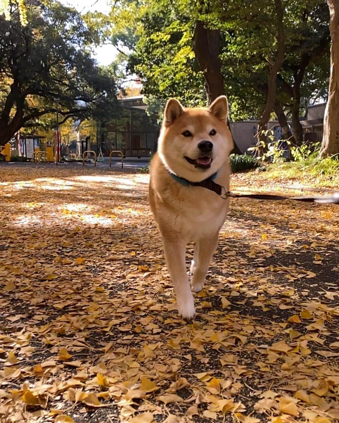 まる（まるたろう）さんのインスタグラム写真 - (まる（まるたろう）Instagram)「Good morning!✨🐶🍁✨おはまる〜　今日はなんだかポカポカしてるね〜　 #こんな日は小春日和って言うのかな #春といえばお団子 #パパお団子買ってちょーだい #なんでじゃないよ  #仕方ないでしょ」12月12日 9時07分 - marutaro