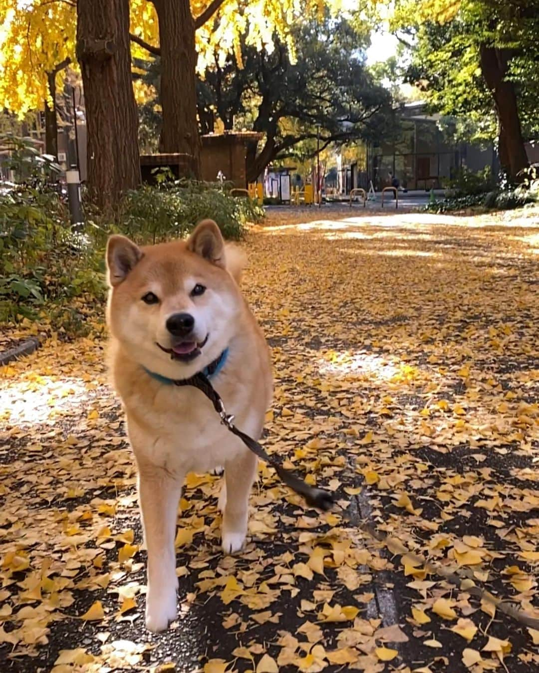 まる（まるたろう）さんのインスタグラム写真 - (まる（まるたろう）Instagram)「Good morning!✨🐶🍁✨おはまる〜　今日はなんだかポカポカしてるね〜　 #こんな日は小春日和って言うのかな #春といえばお団子 #パパお団子買ってちょーだい #なんでじゃないよ  #仕方ないでしょ」12月12日 9時07分 - marutaro