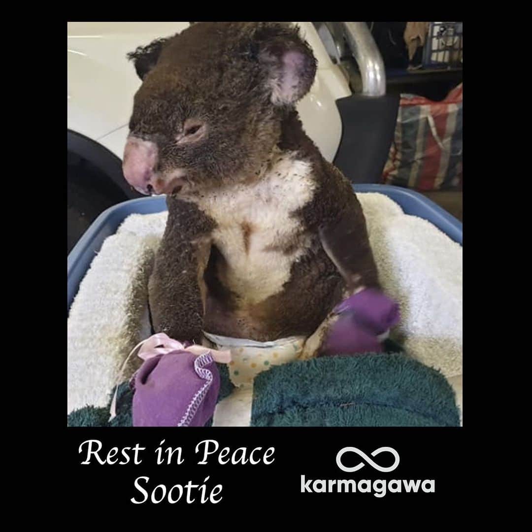 ティモシー・サイクスのインスタグラム：「Repost from @karmagawa BREAKING NEWS: It’s with great sadness to report that Sootie the koala has died from his horrendous wounds. He was being cared for by @portstephenskoalas but quietly passed away in his sleep as his little body couldn't cope anymore. He was such a stoic, brave little man. Never a complaint and he tried SO hard. Please share this post with your followers and tag everyone who needs to see this so Sootie’s death will not be in vain, and will instead serve as a tragic reminder to us all on how urgent this wildfire crisis has become for more and more animals that are losing their homes and their lives every day. After we reported on the death of Lewis the koala, many people said “so what, it’s just another animal that has died”, but people must learn that EVERY animal matters and being mean-spirited/narrow-minded cannot be tolerated anymore if we truly want to save the sadly fast-becoming endangered koala species and so many more animals around the world that perish due to human activity. WE MUST DO BETTER! Please share this post to help us spread awareness about this crisis and RIP to Sootie #savethekoalas #koalalove #karmagawa」