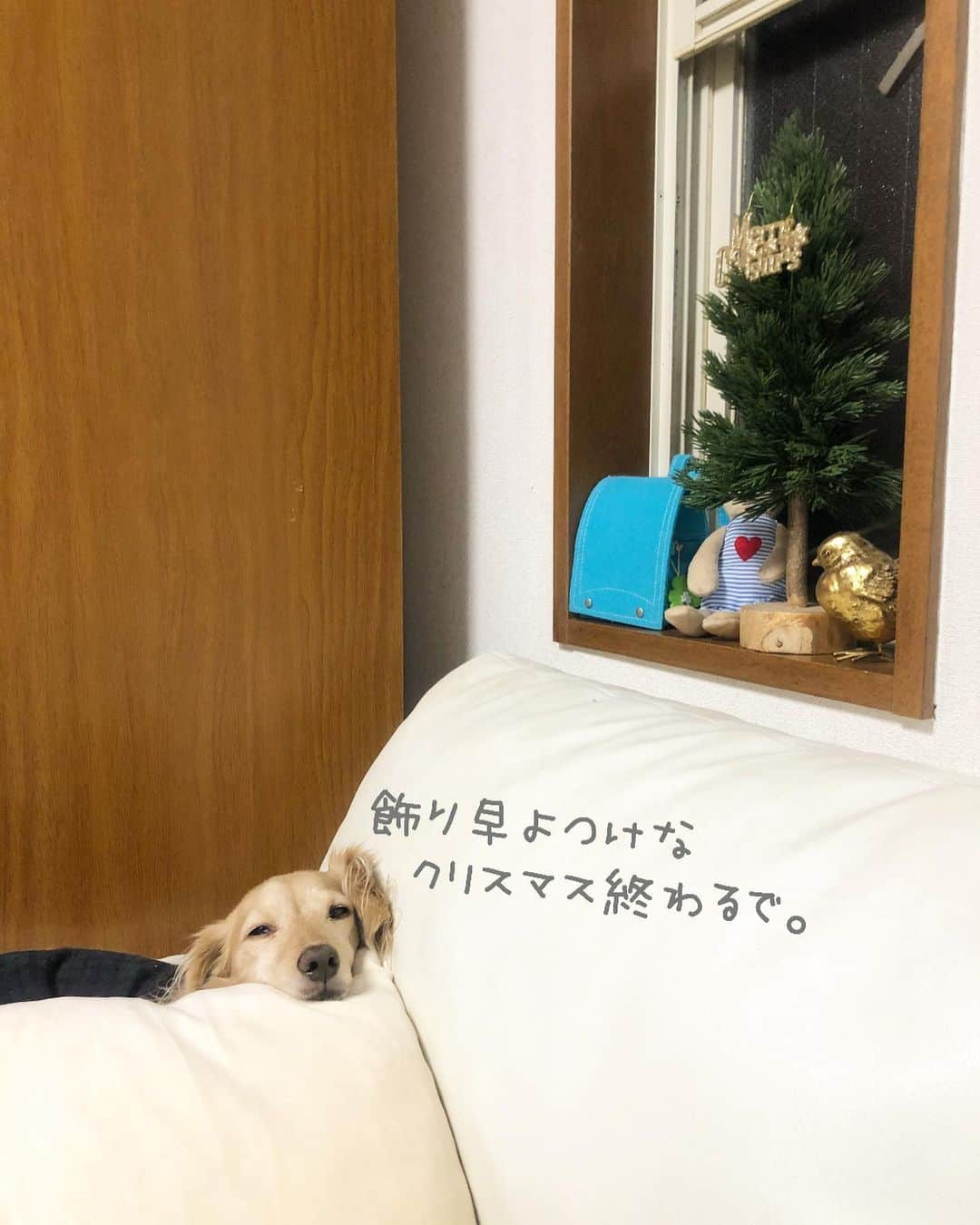 チズさんのインスタグラム写真 - (チズInstagram)「そろそろ…と思いながら 一週間。(*´-`) やっとクリスマスツリー🌲 出しました🎅♥️ 飾りは明日しょーっと。 #ミニツリー 🎄 #クリスマスツリー #夜型人間だもの 🙆‍♀️ #おやすみなさい 💤  #Mダックス #ダックス#ミニチュアダックス #ミニチュアダックスフンド #短足犬 #短足部 #カニンヘンダックス #関西ダックス#親父犬 #シニア犬 #犬なしでは生きていけません会 #🐶#💕#ダックス13歳#初老ライフ#親父の日常#インスタでわんこみるのが日課 ♡♡」12月12日 2時31分 - sqi.chizu