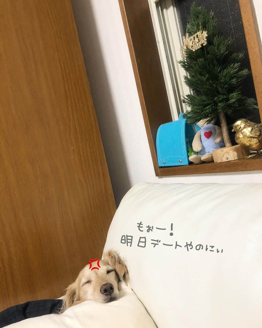 チズさんのインスタグラム写真 - (チズInstagram)「そろそろ…と思いながら 一週間。(*´-`) やっとクリスマスツリー🌲 出しました🎅♥️ 飾りは明日しょーっと。 #ミニツリー 🎄 #クリスマスツリー #夜型人間だもの 🙆‍♀️ #おやすみなさい 💤  #Mダックス #ダックス#ミニチュアダックス #ミニチュアダックスフンド #短足犬 #短足部 #カニンヘンダックス #関西ダックス#親父犬 #シニア犬 #犬なしでは生きていけません会 #🐶#💕#ダックス13歳#初老ライフ#親父の日常#インスタでわんこみるのが日課 ♡♡」12月12日 2時31分 - sqi.chizu