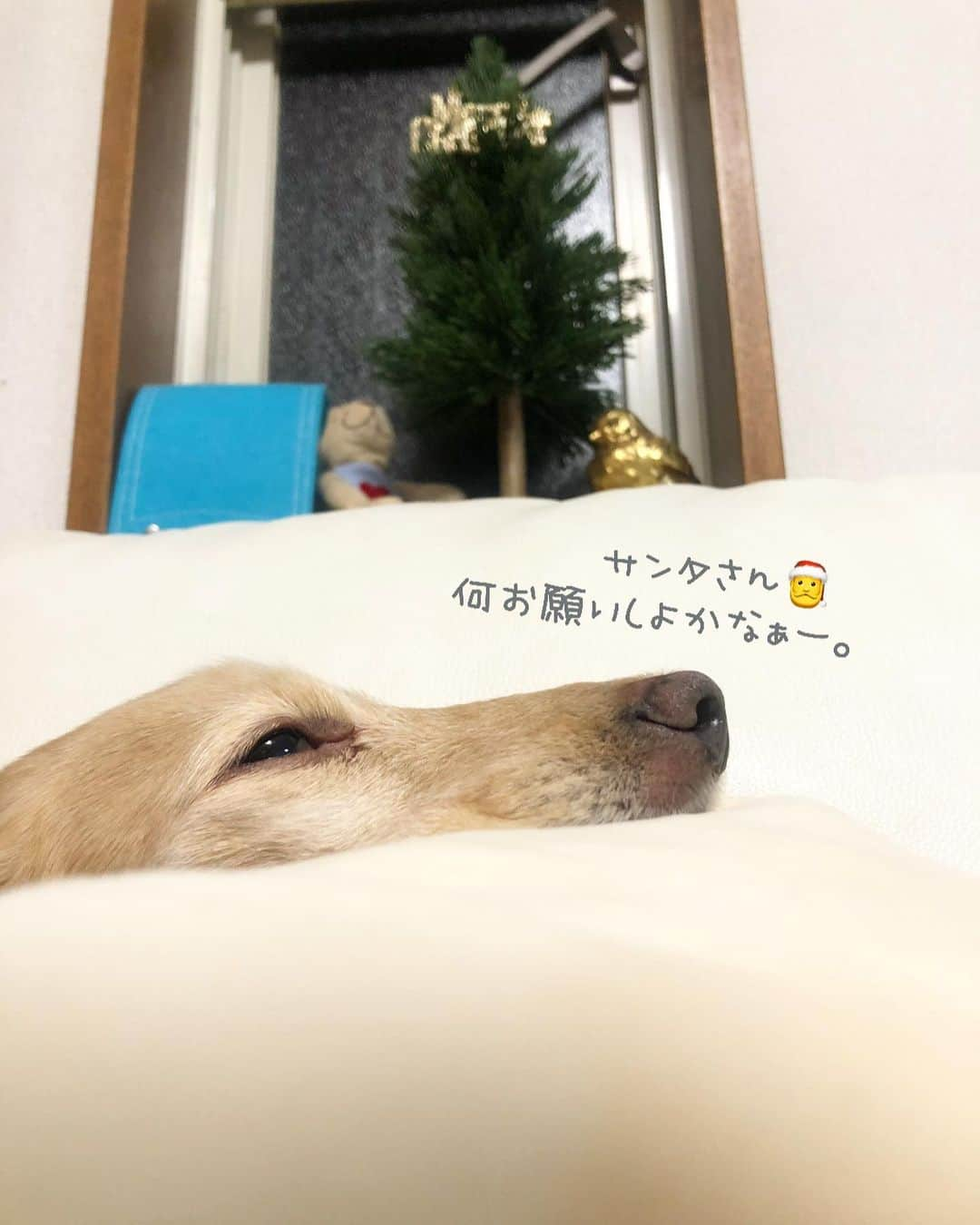 チズさんのインスタグラム写真 - (チズInstagram)「そろそろ…と思いながら 一週間。(*´-`) やっとクリスマスツリー🌲 出しました🎅♥️ 飾りは明日しょーっと。 #ミニツリー 🎄 #クリスマスツリー #夜型人間だもの 🙆‍♀️ #おやすみなさい 💤  #Mダックス #ダックス#ミニチュアダックス #ミニチュアダックスフンド #短足犬 #短足部 #カニンヘンダックス #関西ダックス#親父犬 #シニア犬 #犬なしでは生きていけません会 #🐶#💕#ダックス13歳#初老ライフ#親父の日常#インスタでわんこみるのが日課 ♡♡」12月12日 2時31分 - sqi.chizu