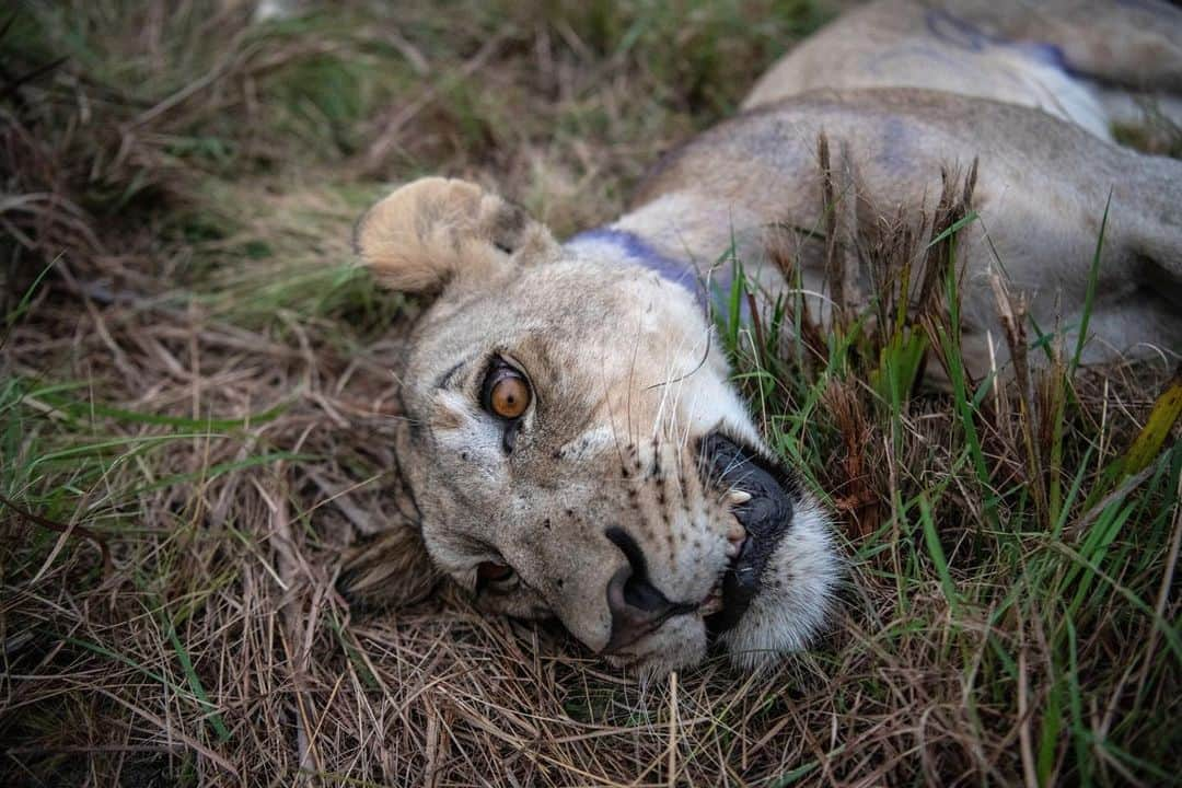 ナショナルジオグラフィックさんのインスタグラム写真 - (ナショナルジオグラフィックInstagram)「Photo by @amivitale | Veterinarians wait for a lion to wake up from its sedation after being flown to Mozambique from South Africa and then driven to an enclosure. Twenty-four lions were moved in what was the largest conservation transport of wild lions across an international boundary in history. Decades of civil war and poaching had all but decimated the animals in this area, and careful management had brought back nearly all the other indigenous species—with the exception of these apex predators. So far all are thriving, and already over 30 cubs have been born since December. I covered this historic undertaking for my recent @natgeo story. Learn more by reading "How the world’s largest lion relocation was pulled off.” @zambezedeltaconservation @natgeoimagecollection @thephotosociety @photog.for.good @cabelafamilyfoundation #conservation #lions #savelions #stoppoaching #mozambique」12月12日 4時03分 - natgeo