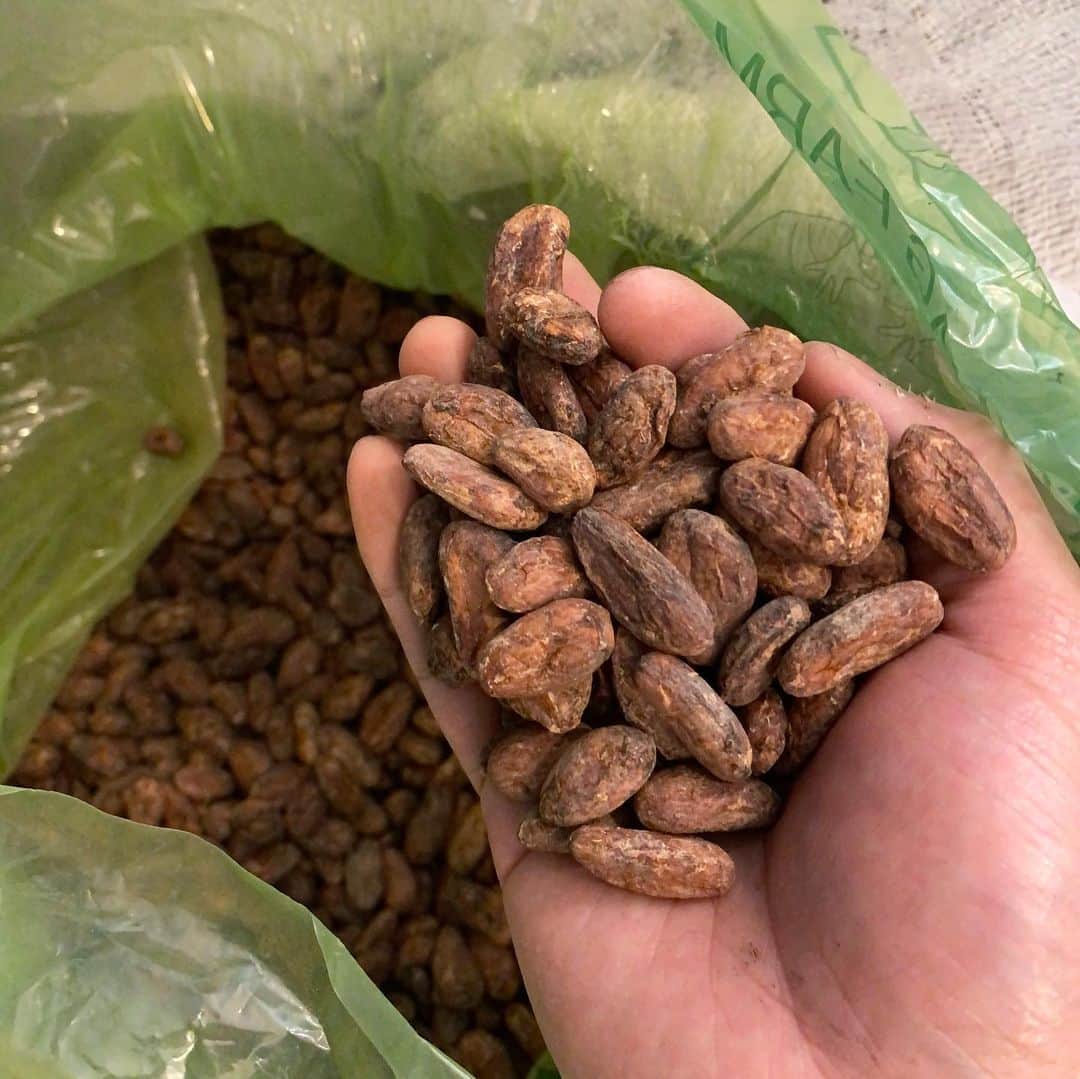 Concheさんのインスタグラム写真 - (ConcheInstagram)「We have just received the first bean from the cocoa region Belize! . I'm looking forward to making chocolate! . 中米ベリーズ産オーガニックカカオを初めて購入しました。 何千年もカカオを栽培しているマヤ民族など先住民族との深いつながりをもつサプライヤーから届くファインカカオ。 . 豆の見た目や香りはいい感じです。 チョコレートに加工した後の風味については近々ご報告します！ . #ビーントゥーバー #クラフトチョコレート #オーガニックカカオ #ベリーズ産カカオ #チョコレート専門店 #Conche #コンチェ . #Repost @mahoganychocolate with @get_repost ・・・ Our premium Belizean cacao is heading to Japan! 🇧🇿🇯🇵 We are excited to see the 1st of many shipments of Peini Cacao Beans leaving for the Japanese market! Our recent trips to the region are paying off with some exciting new industry relationships established.  #japan #belize #cacao #chocolate #export #industry #belizean」12月12日 9時58分 - conche_shizuoka