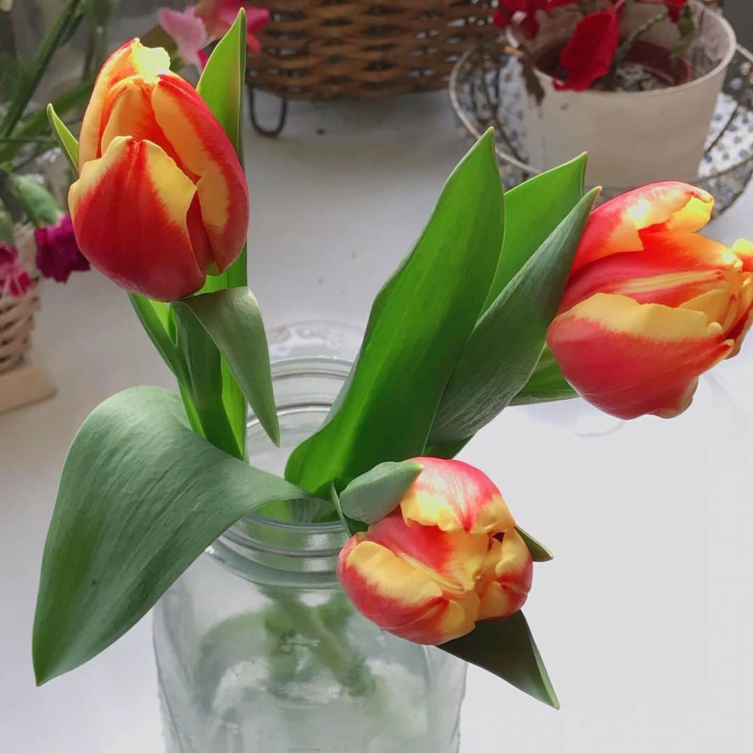 前野えまさんのインスタグラム写真 - (前野えまInstagram)「チューリップ 可愛い🌷  #チューリップ #🌷 #花 #花のある暮らし #花のある生活 #お花のある暮らし #お花好きな人と繋がりたい #猫 #猫のいる暮らし #猫のいる風景 #猫と花 #猫好きさんと繋がりたい #ねこすたぐらむ #ねこすたぐらむ🐱  #前野えま  #tulips #tulip #flower #flowers #flowerstagram #flowerlovers #cat #catsofinstagram #catstagram #catlover #cats_of_instagram #catstagram_japan  #followme  #tagsforlikes #tflers」12月12日 6時39分 - maeno_ema