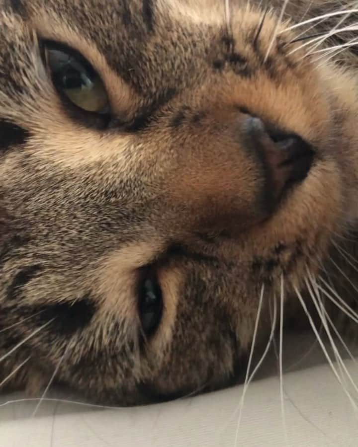 ブリー・オルソンのインスタグラム：「‪Fred loves spreading his toes and I think it’s the most funny thing, does anyone else’s cat do this? ‬#cat #toebeans #catlovers」