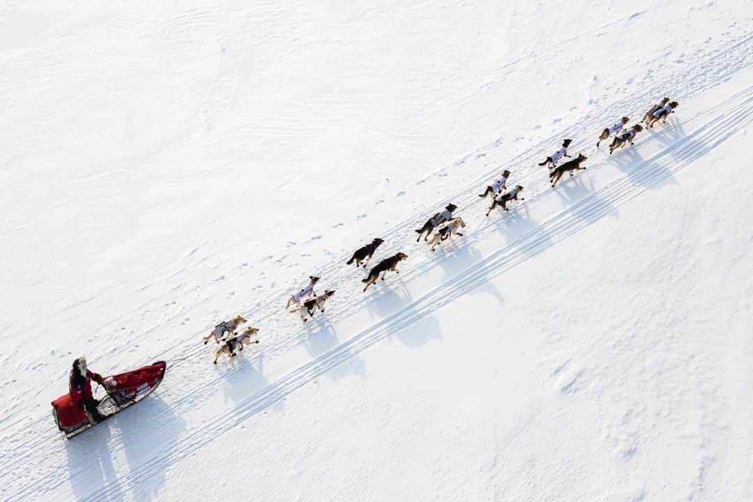 ナショナルジオグラフィックさんのインスタグラム写真 - (ナショナルジオグラフィックInstagram)「Photo by @katieorlinsky | Aliy Zirkle and her dog team are seen during the 2015 Iditarod Trail Sled Dog Race. The Iditarod is a 1,000-mile trek across some of the world’s harshest terrain, from the wilderness of the Alaskan interior to the rugged coastal town of Nome, and is considered one of the toughest endurance races in the world.  Sled dog racing, or mushing, is one of the rare professional competitive sports that is truly coed, with women competing against men on a level playing field. In the 1980s, women dominated the sport, and a famous expression was born: “Alaska: Where men are men and women win the Iditarod.” Over the past decade, the top 10 Iditarod finishes between women and men are often close to an even split, and almost always include Aliy Zirkle, one of the best and most beloved dog mushers in Alaska. I made this picture of Aliy while standing on a bridge in the village of Nenana, the first race checkpoint. It was a beautiful moment, as I watched her team run across the frozen Tanana River in perfect rhythm, with equal parts power and grace. This image is featured in the exhibition “Women a Century of Change” at the National Geographic Museum.」12月12日 7時00分 - natgeo